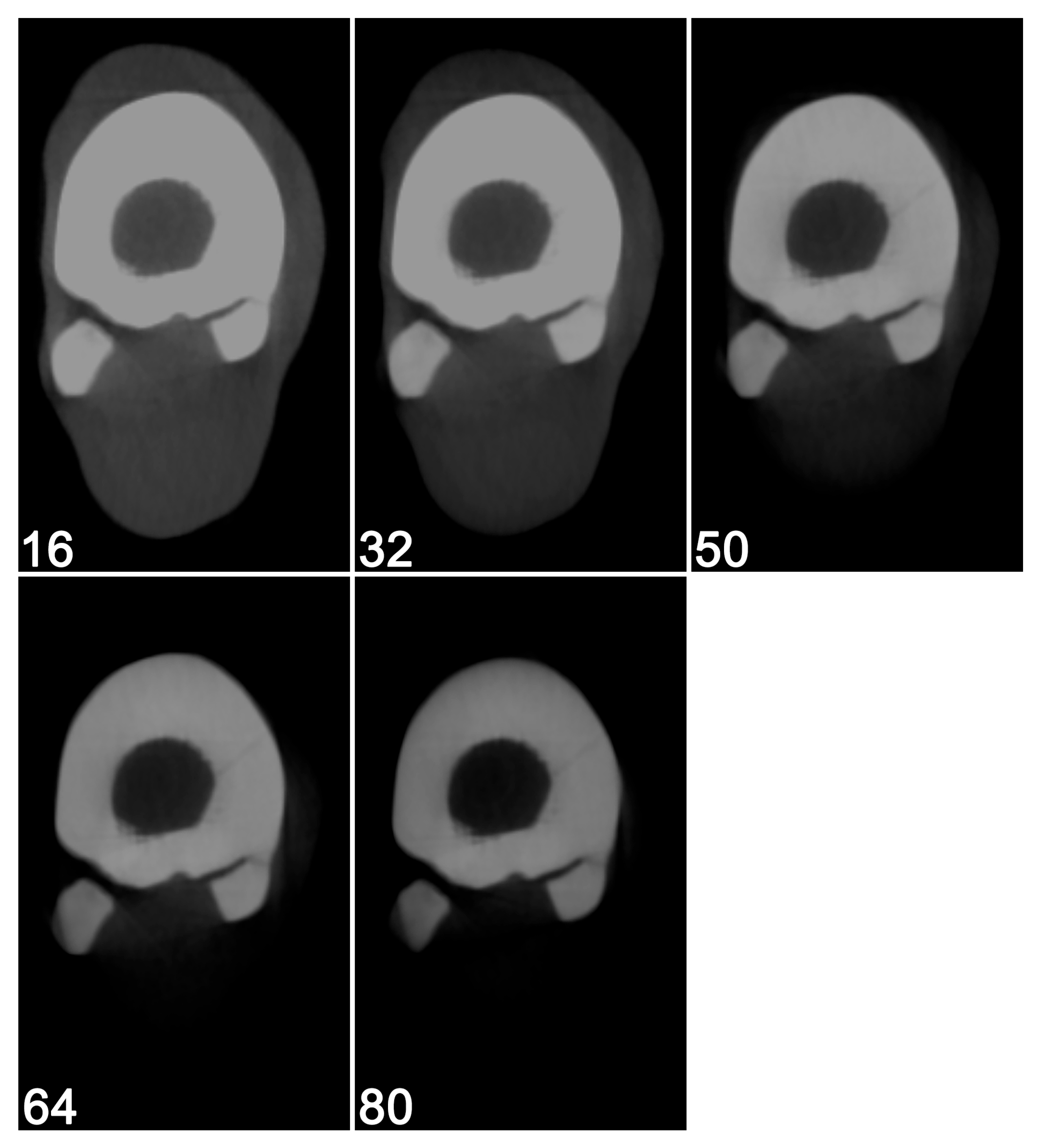 Vetsci 12 01051 g007