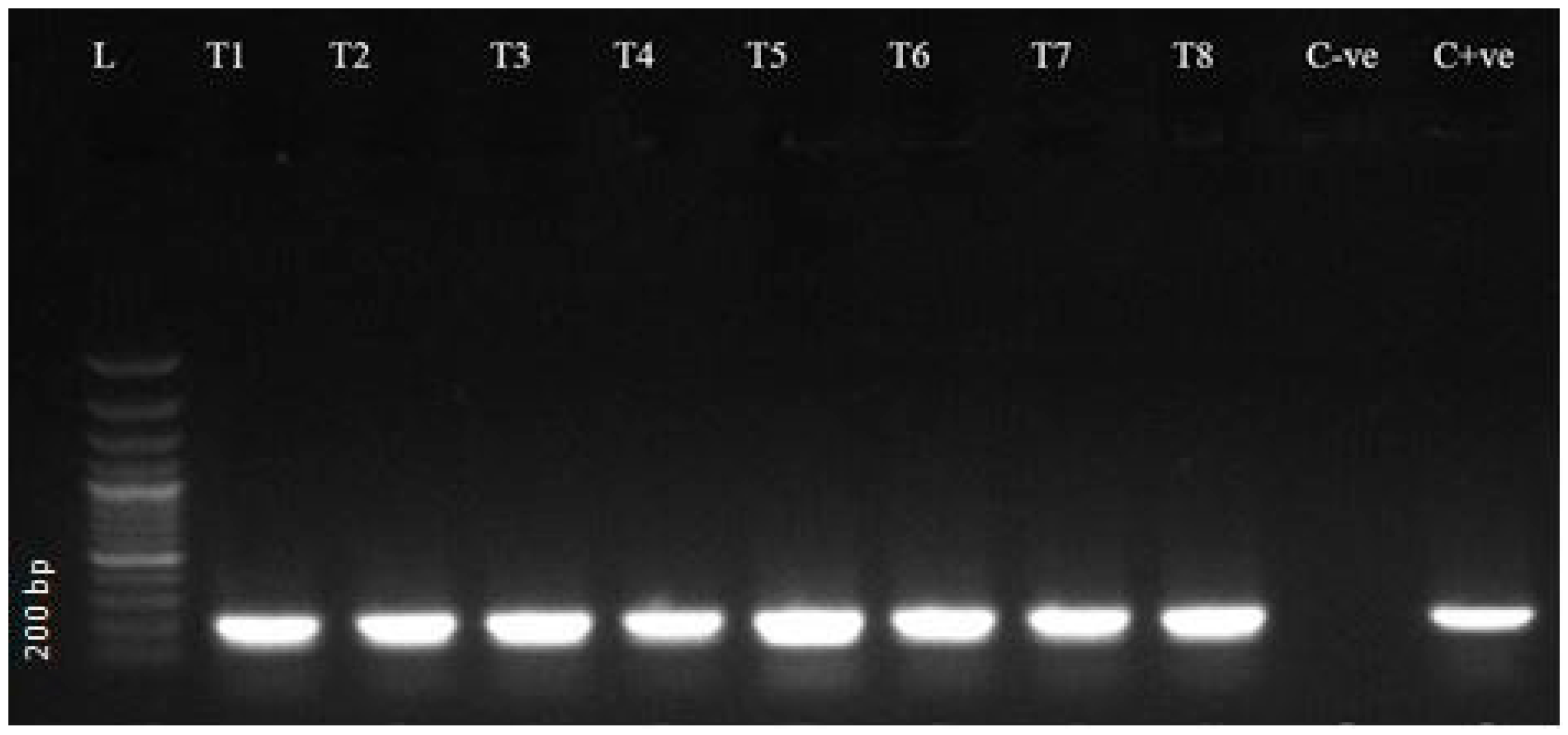 Vetsci 12 01055 g003 Vetsci 12 01055 g003
