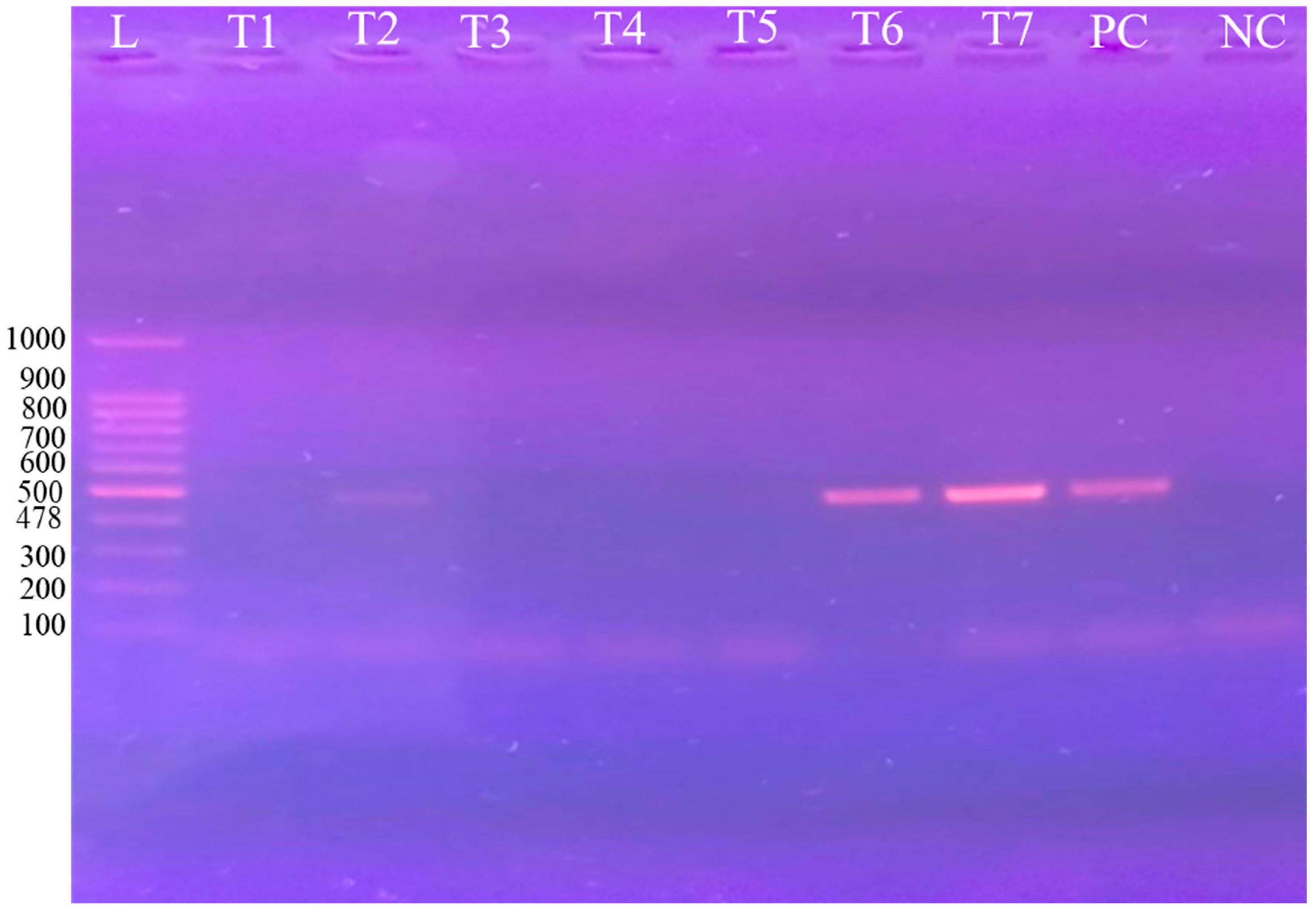 Vetsci 12 01055 g005 Vetsci 12 01055 g005