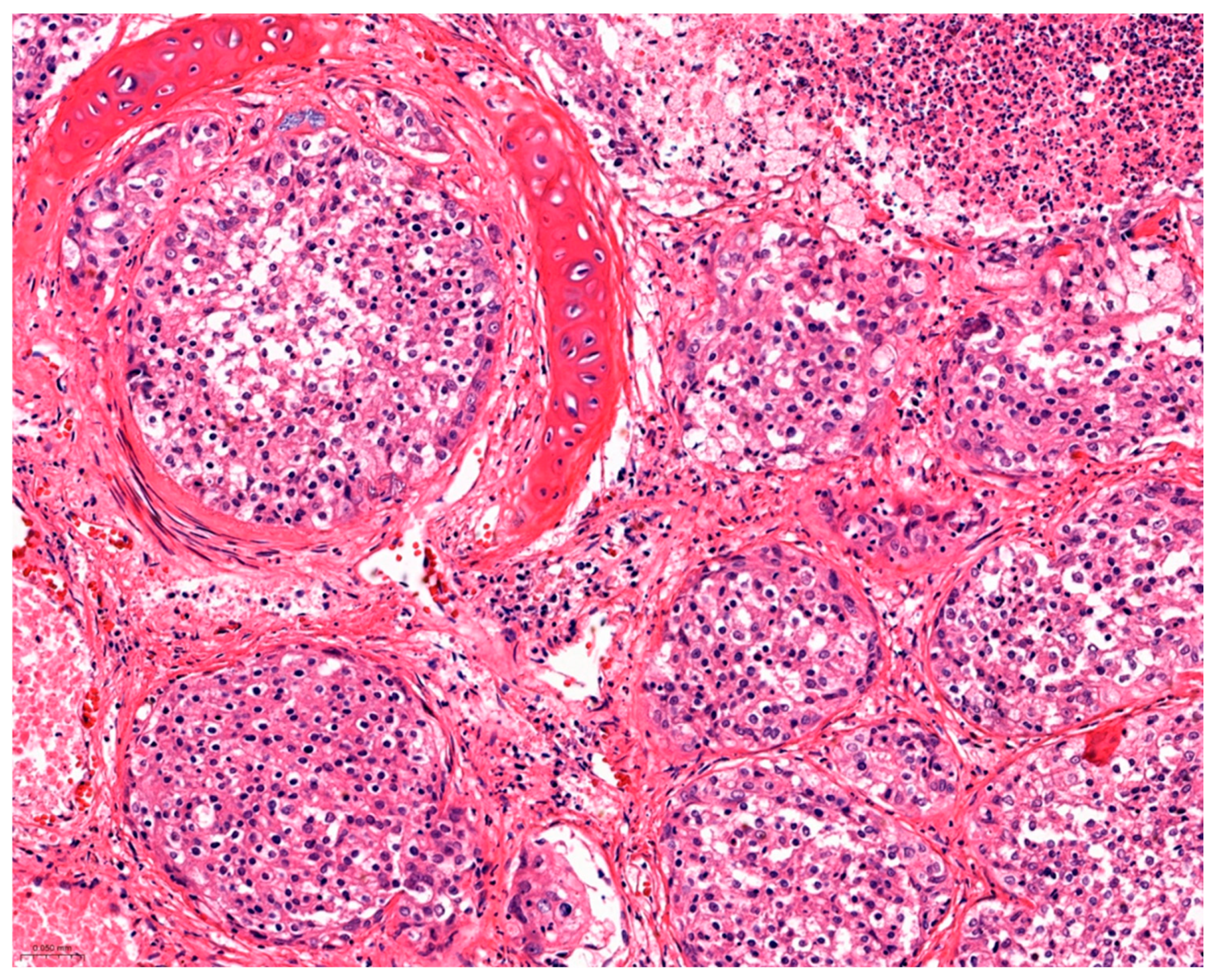 Vetsci 12 01061 g002 Vetsci 12 01061 g002