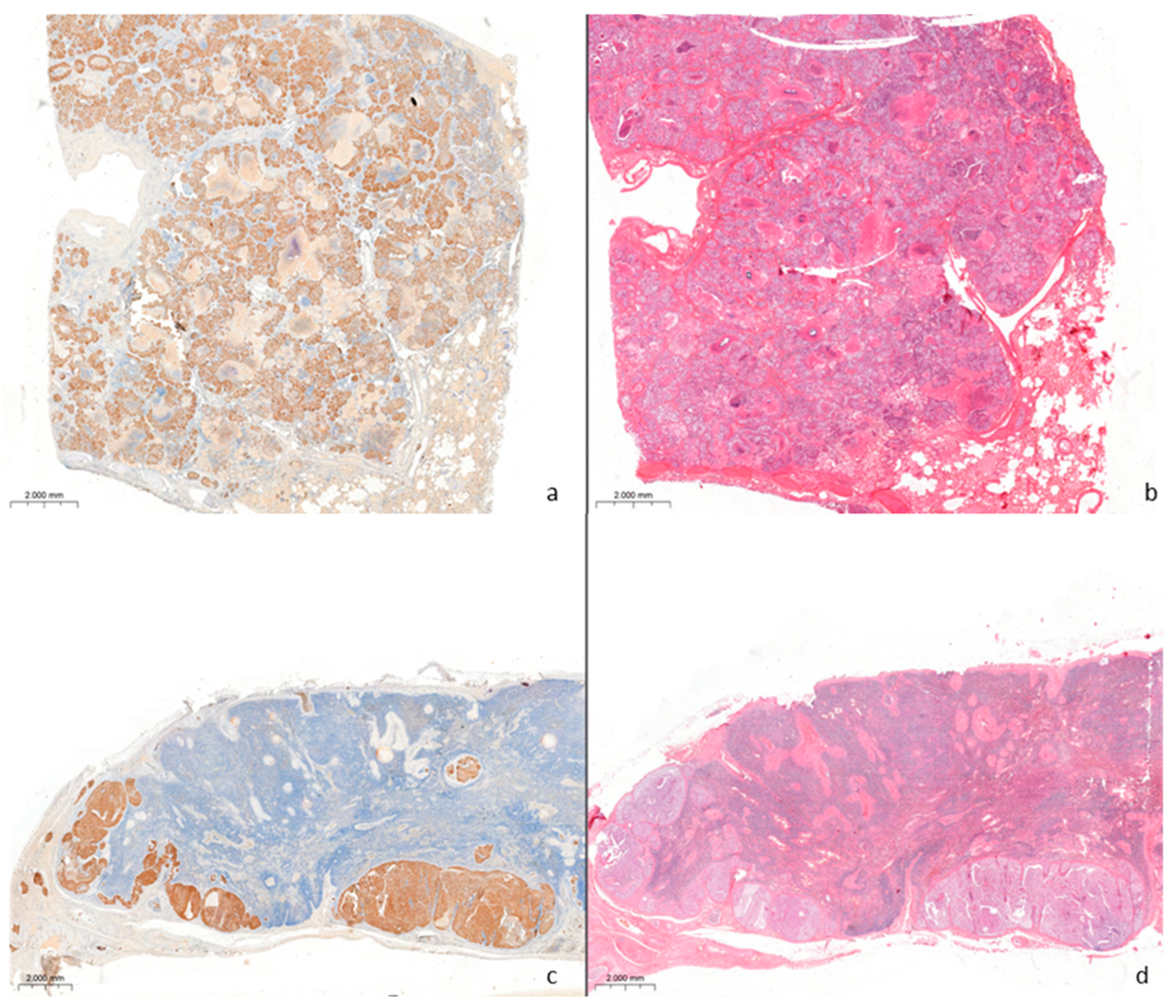 Vetsci 12 01061 g003 Vetsci 12 01061 g003
