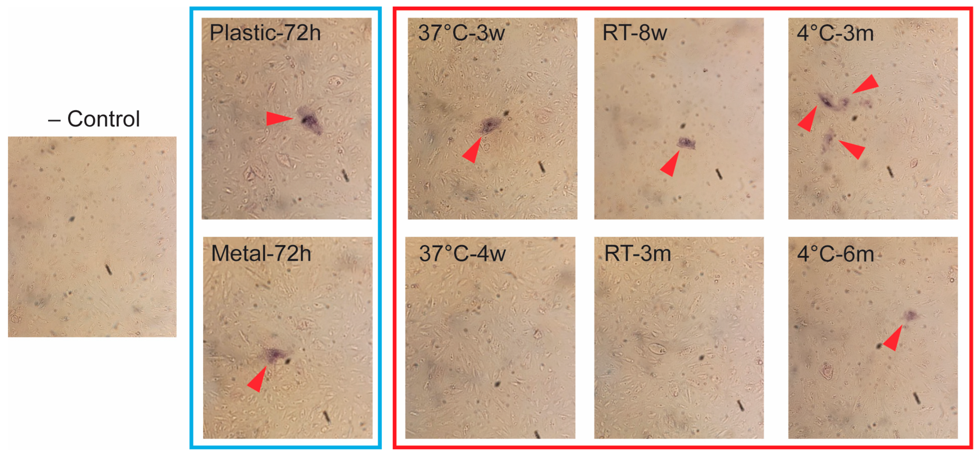 Vetsci 12 01065 g004