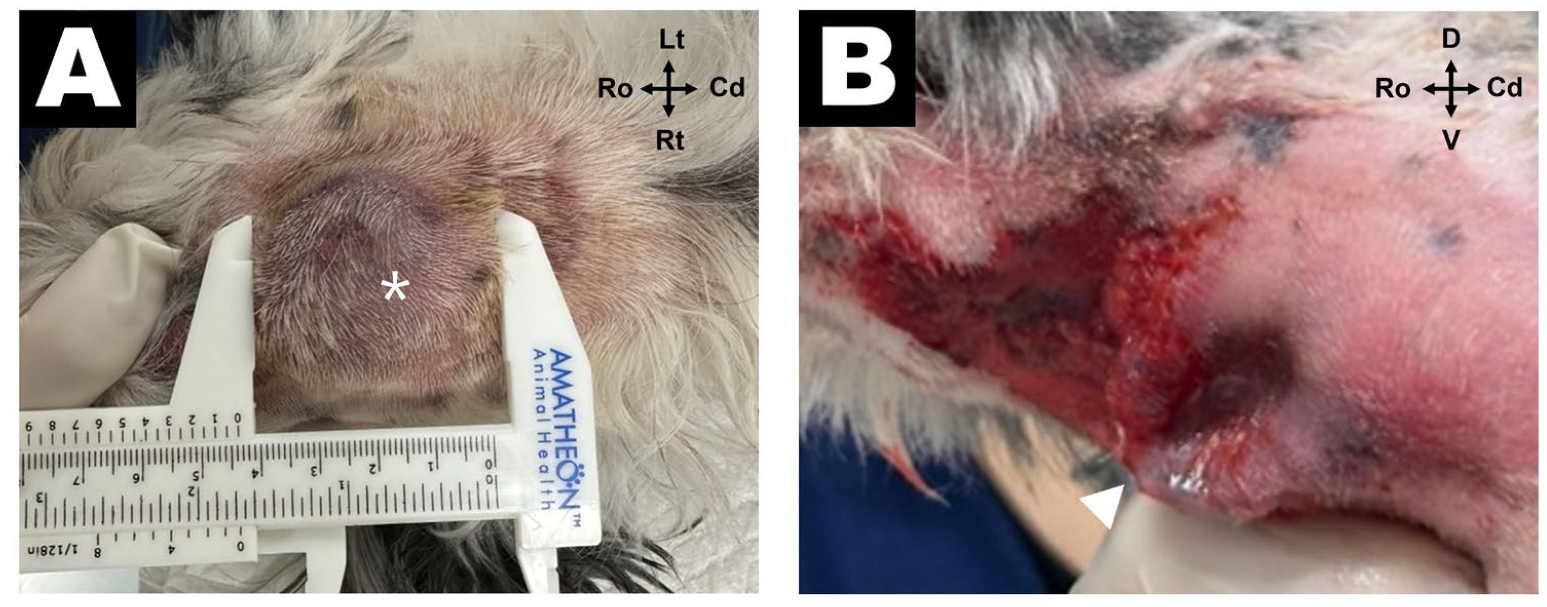 Vetsci 12 01071 g001