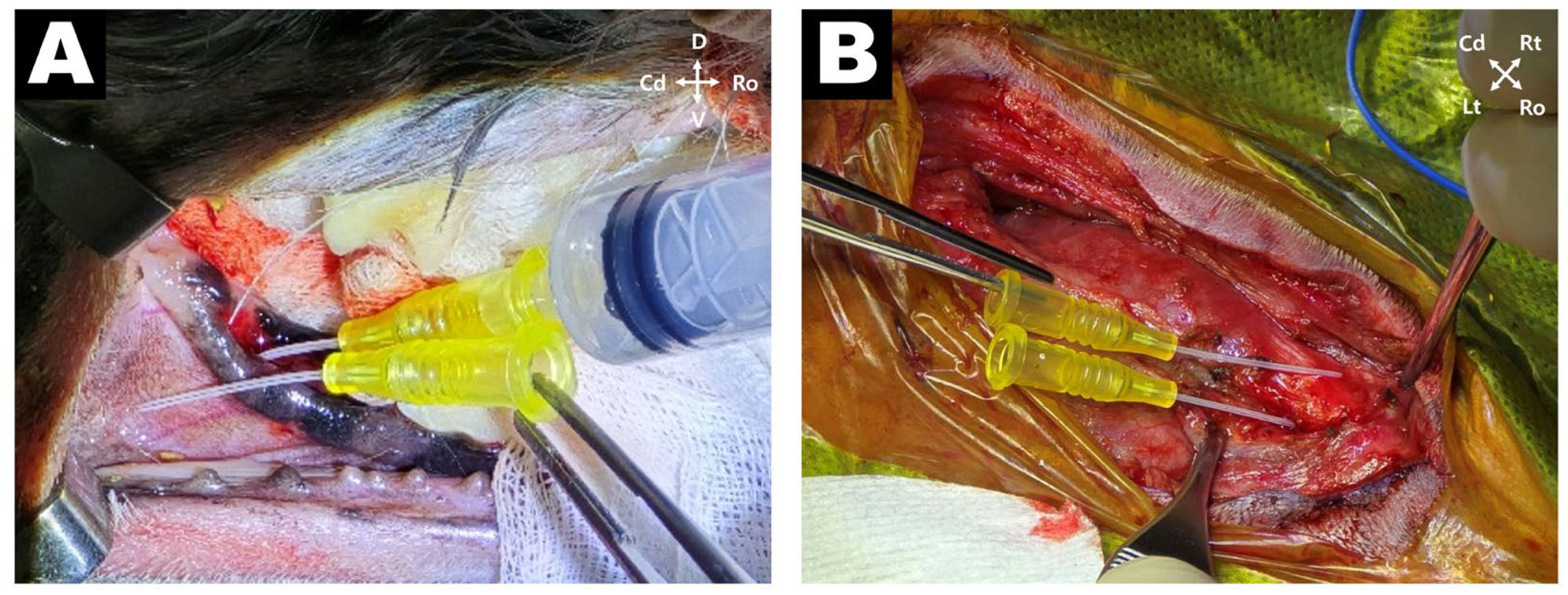 Vetsci 12 01071 g003