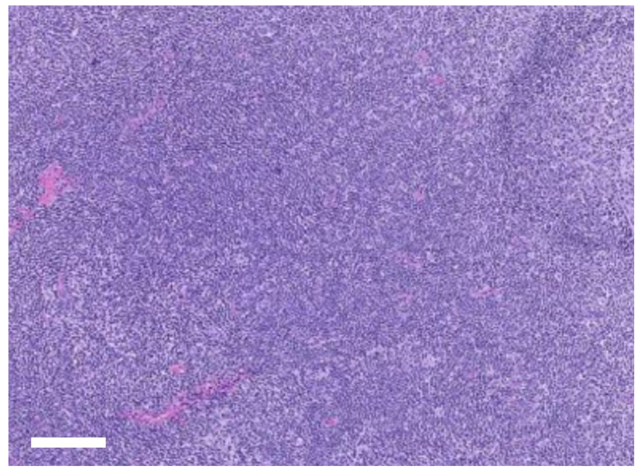 Vetsci 12 01071 g004