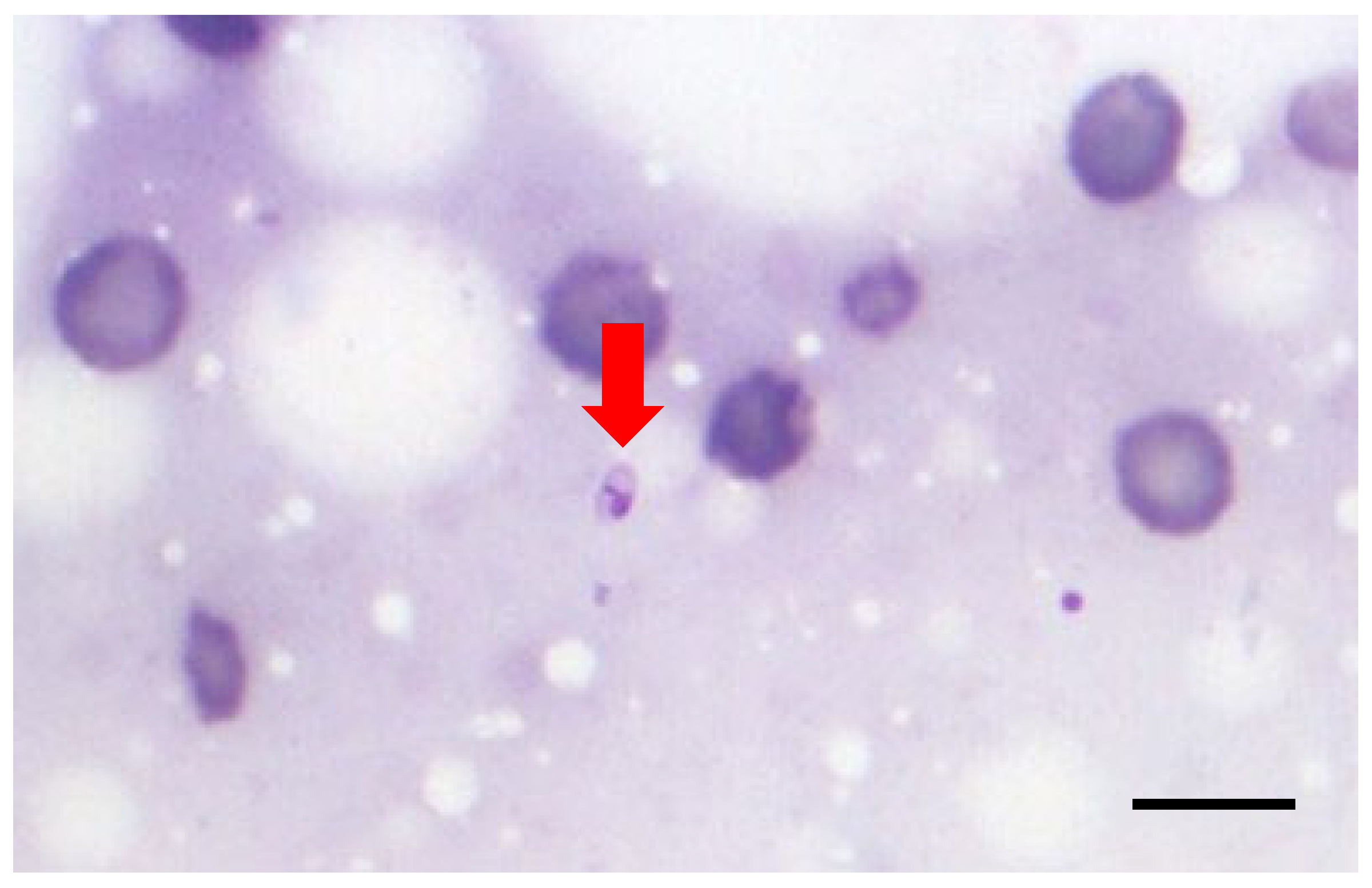 Vetsci 12 01073 g001