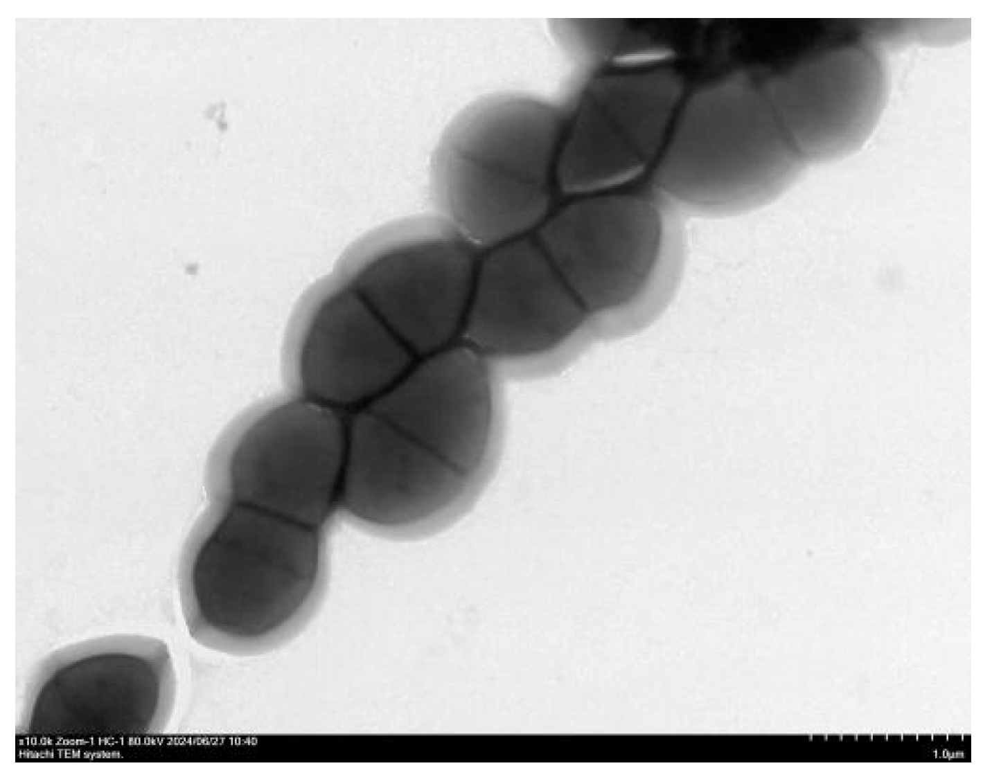 Vetsci 12 01077 g003