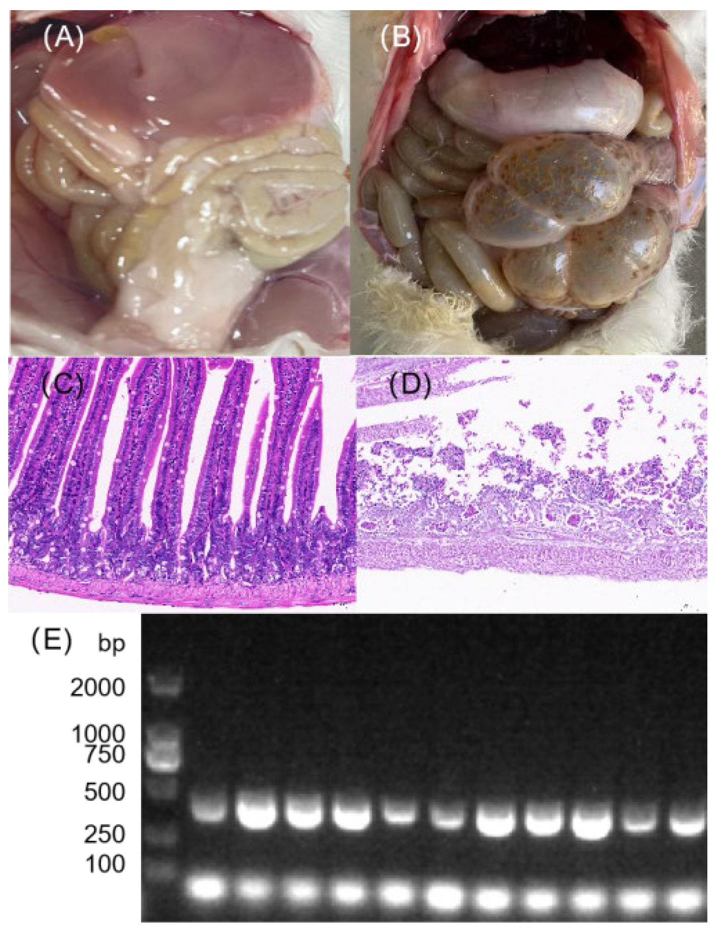Vetsci 12 01077 g004
