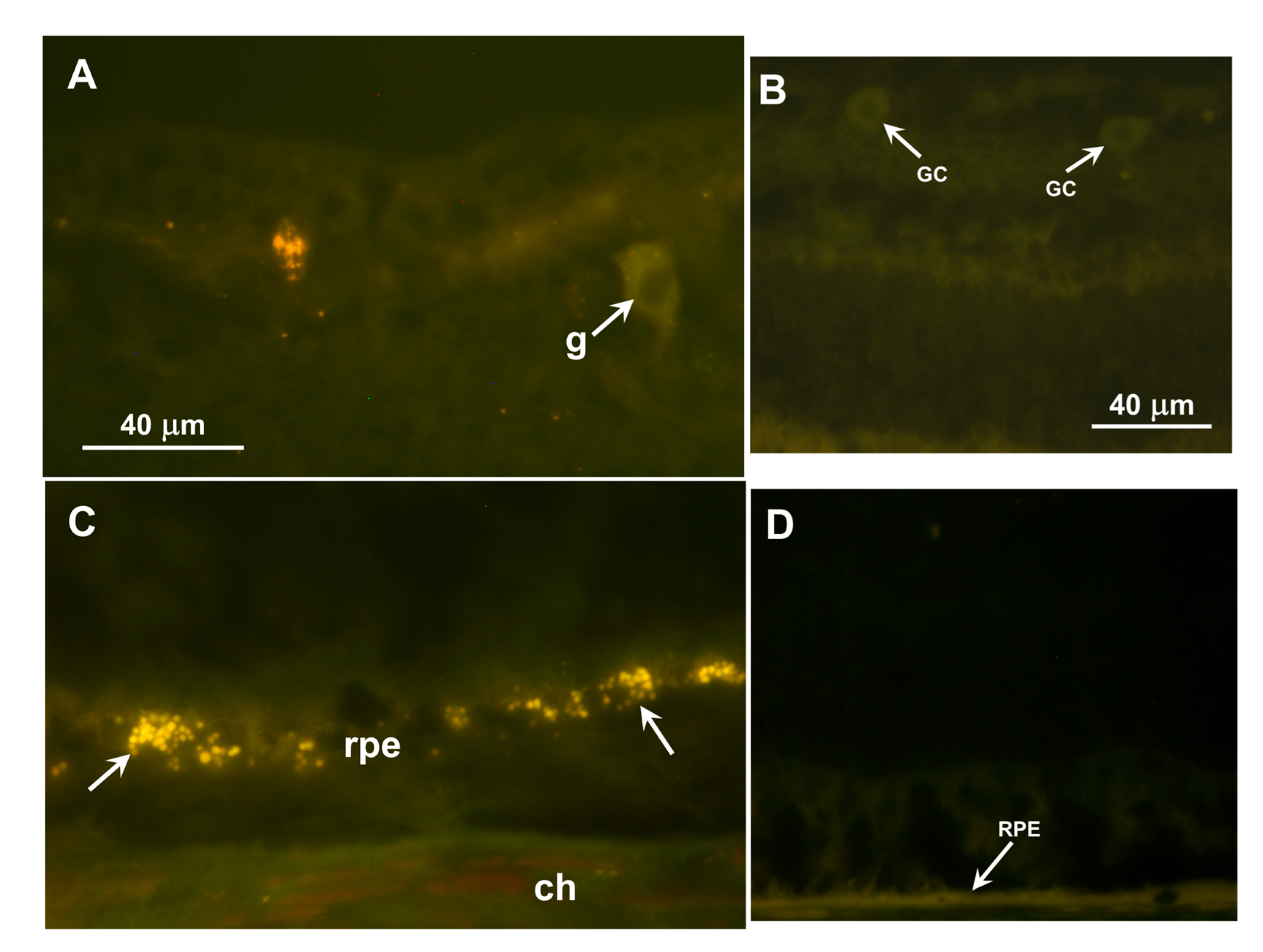 Vetsci 12 01078 g007
