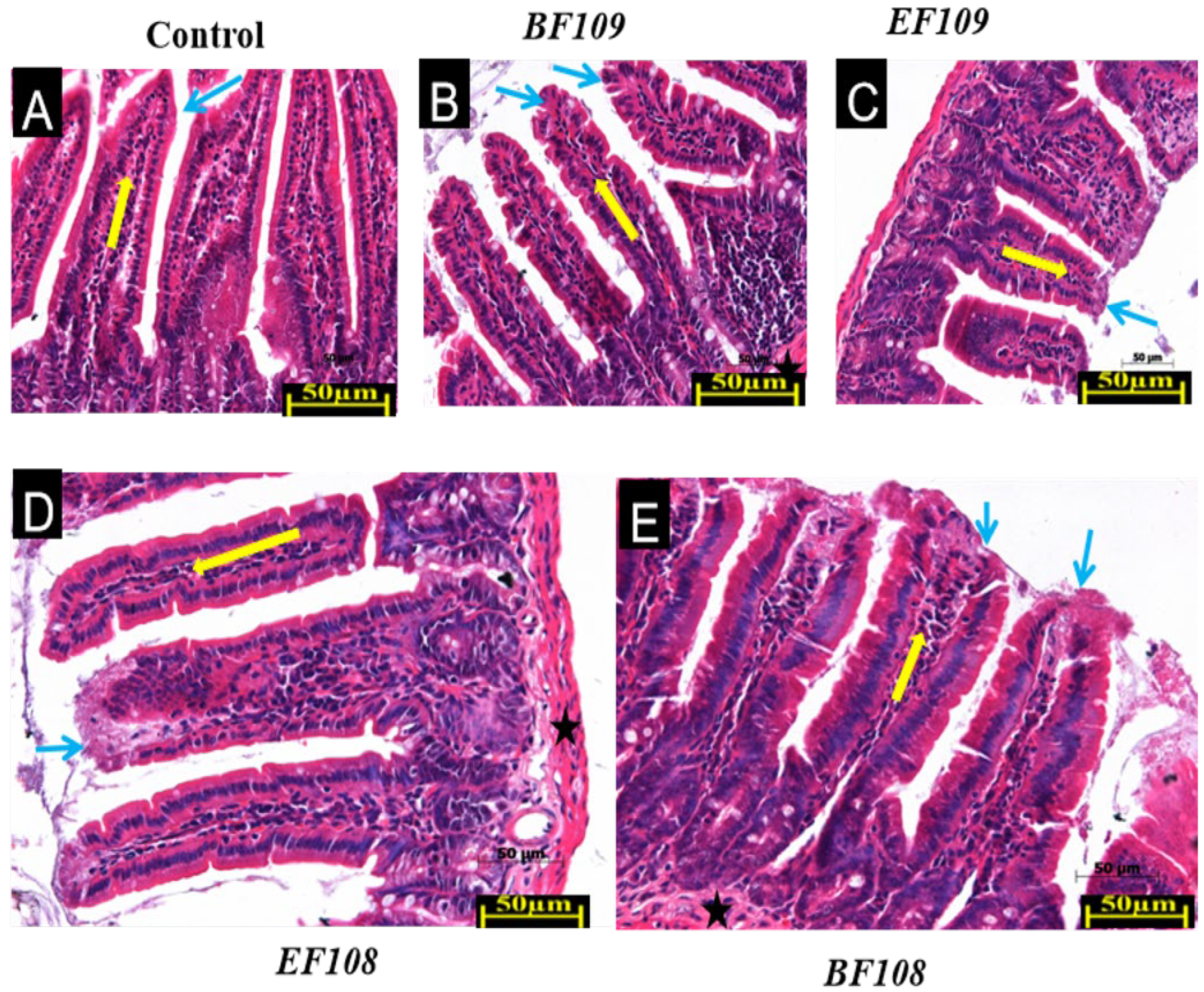 Vetsci 12 01093 g003 Vetsci 12 01093 g003