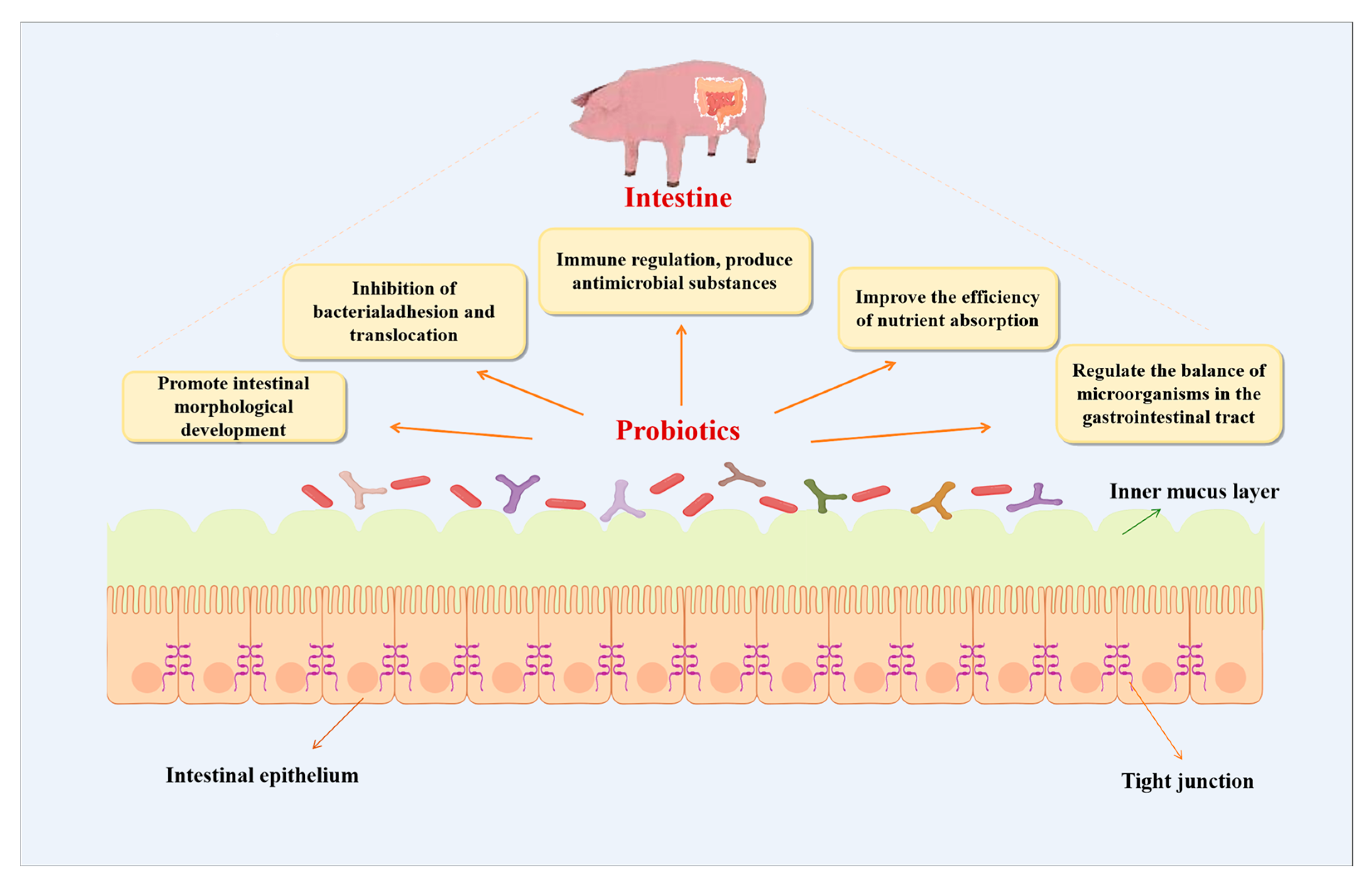 Vetsci 12 01100 g001 Vetsci 12 01100 g001
