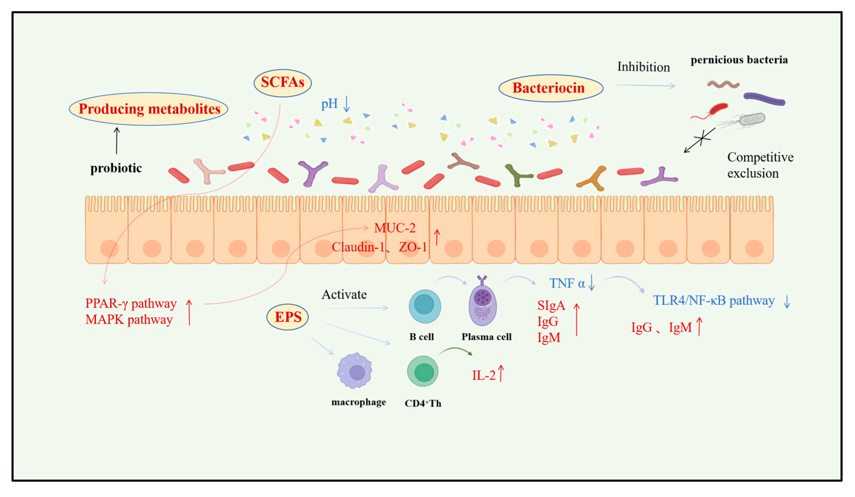 Vetsci 12 01100 g003 Vetsci 12 01100 g003