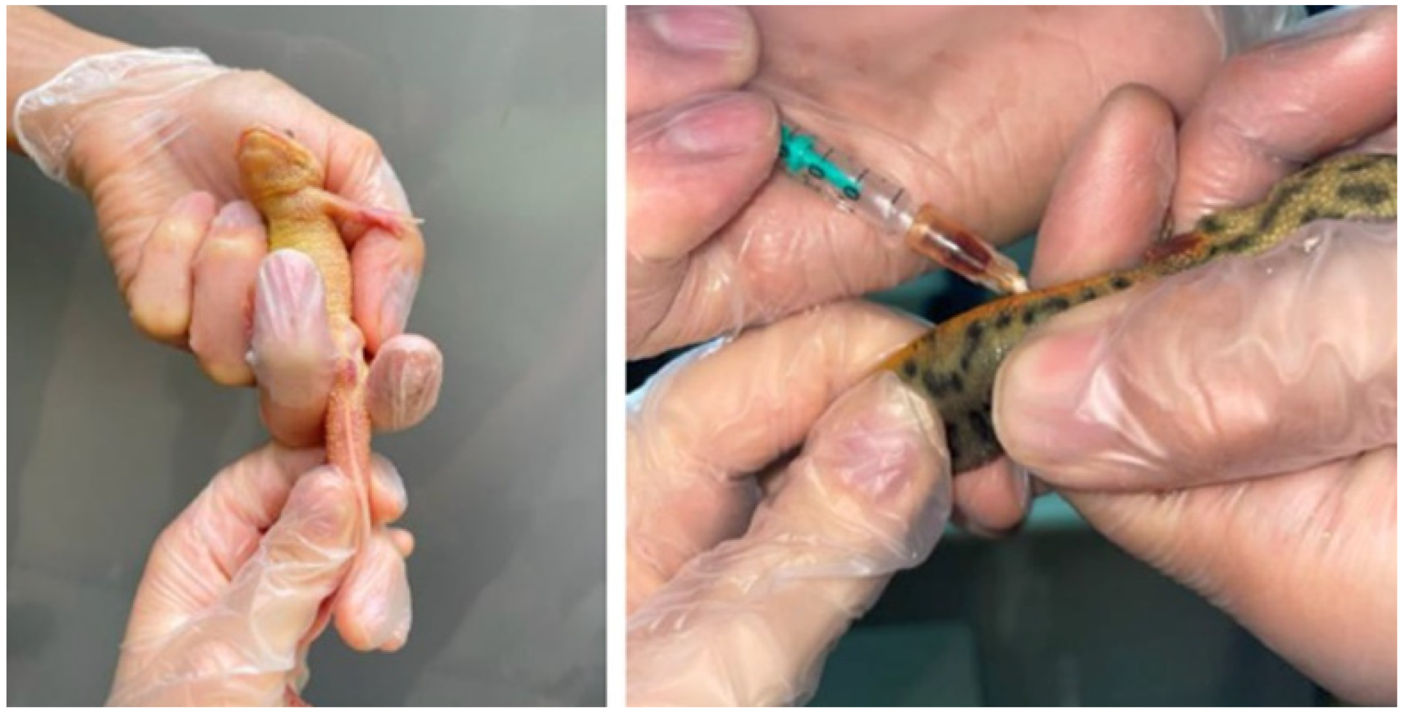 Vetsci 12 01103 g001 Vetsci 12 01103 g001