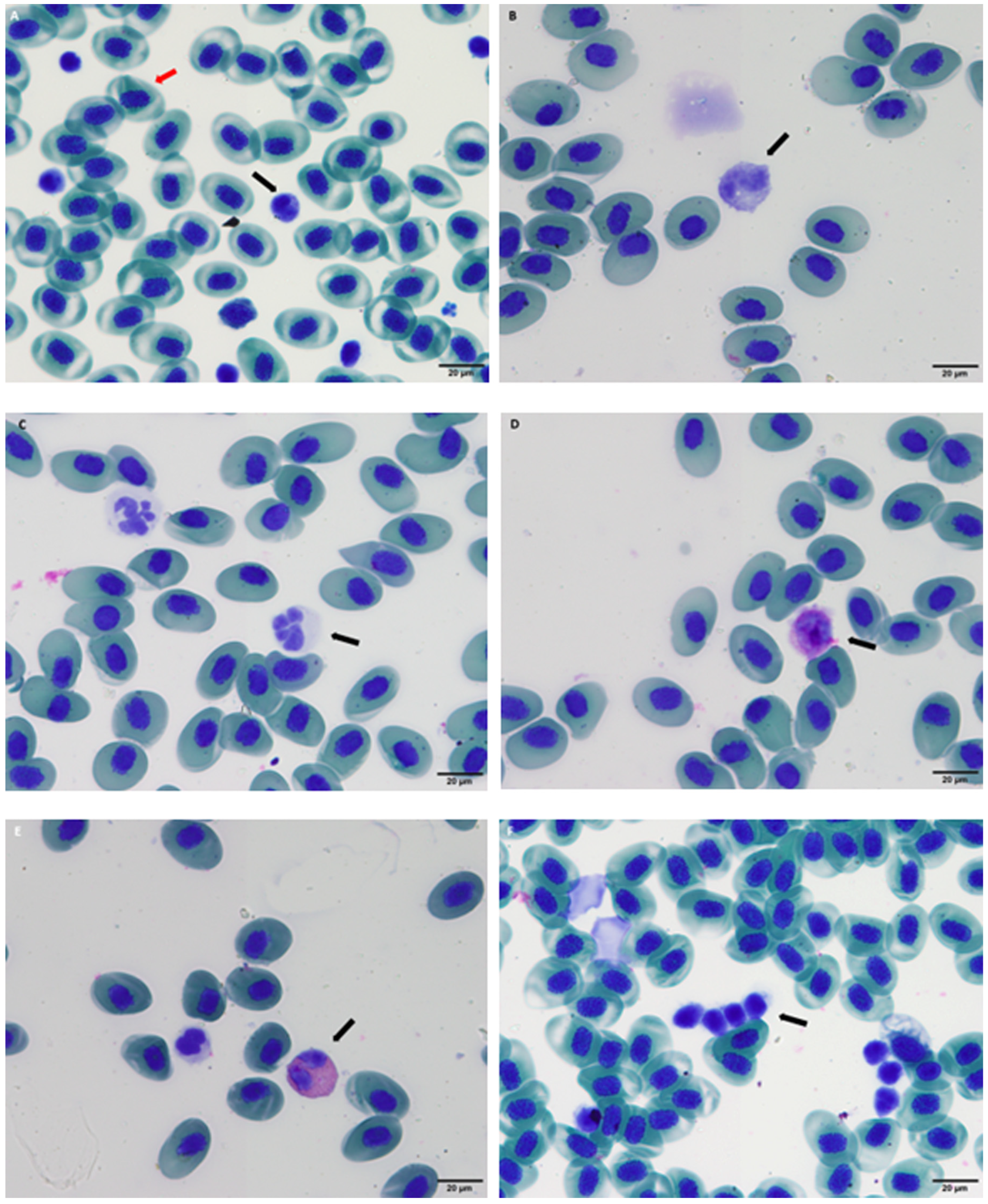 Vetsci 12 01103 g002 Vetsci 12 01103 g002