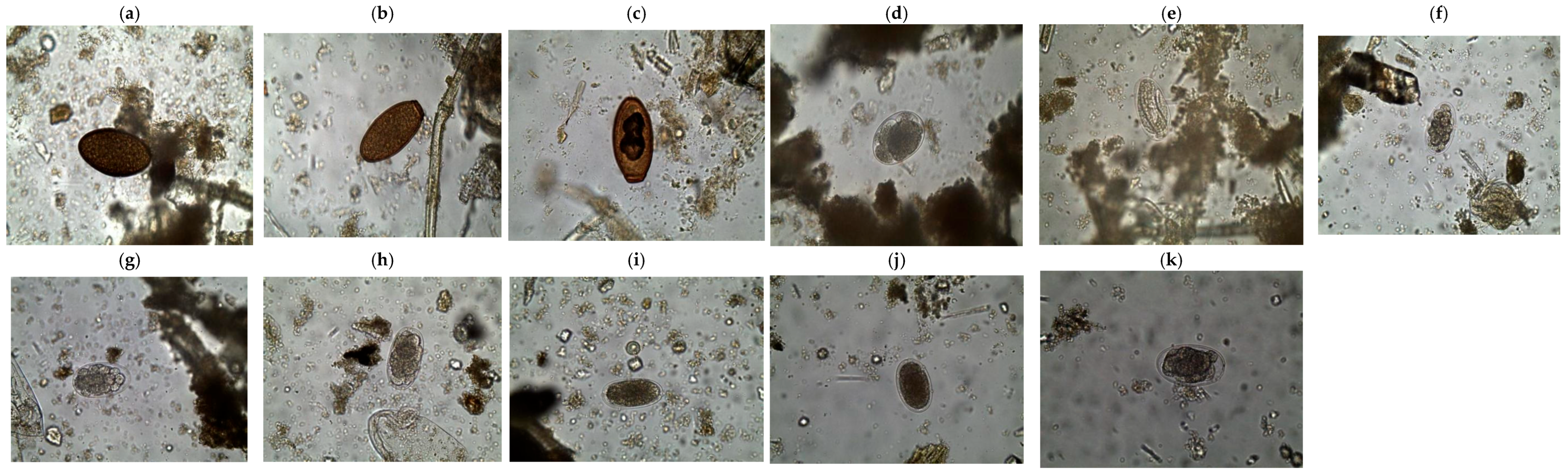 Vetsci 12 01161 g002