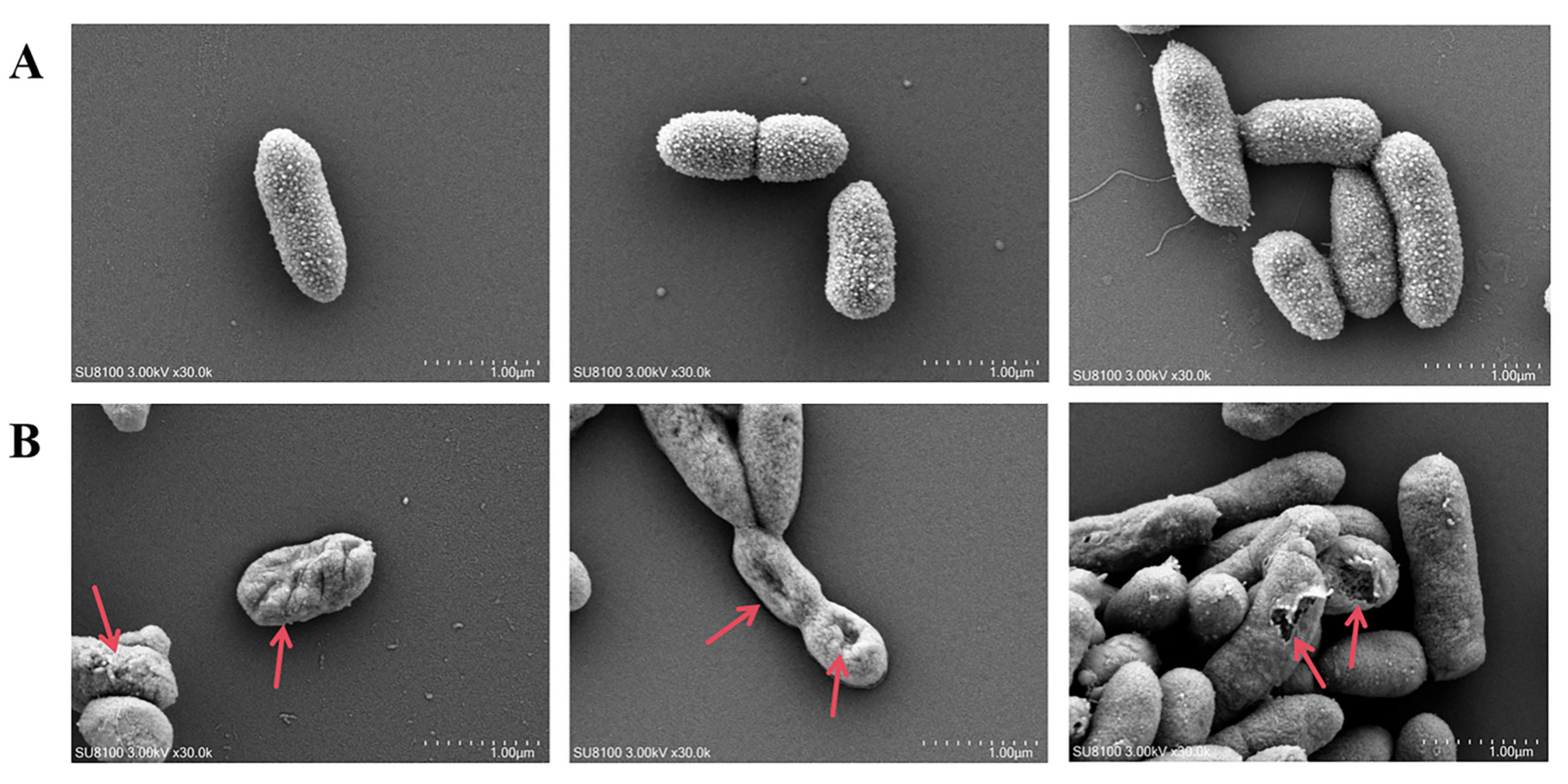 Vetsci 12 01165 g007 Vetsci 12 01165 g007