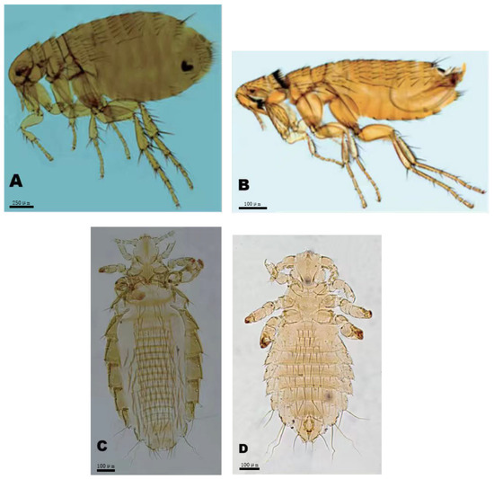 Infestation and Distribution of Ectoparasitic Insects on the White