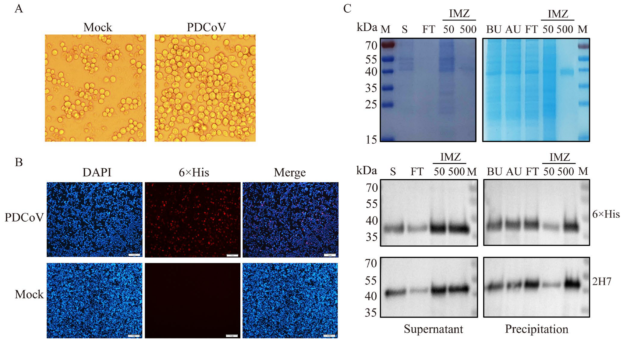 Vetsci 13 00012 g001