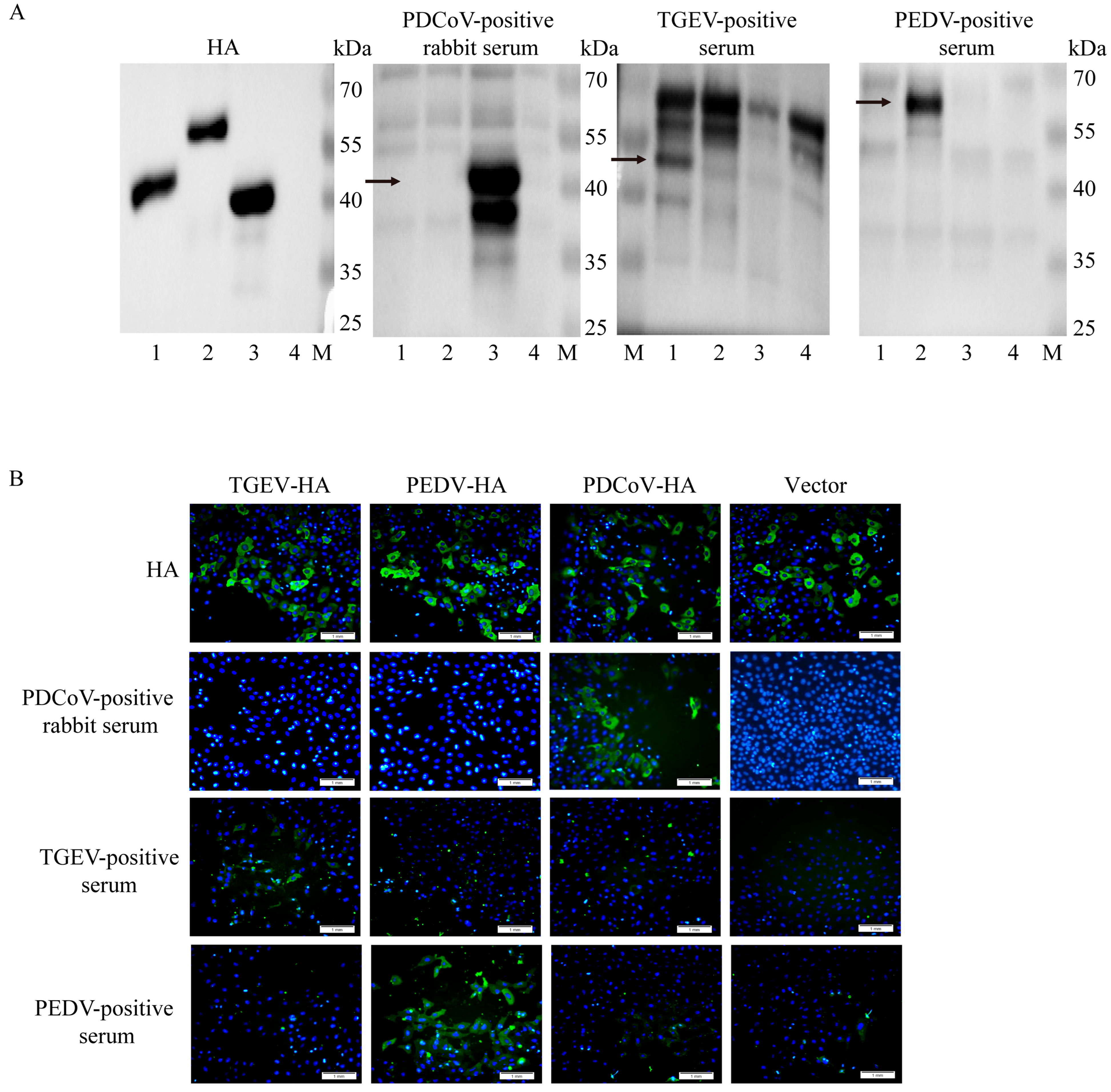 Vetsci 13 00012 g003