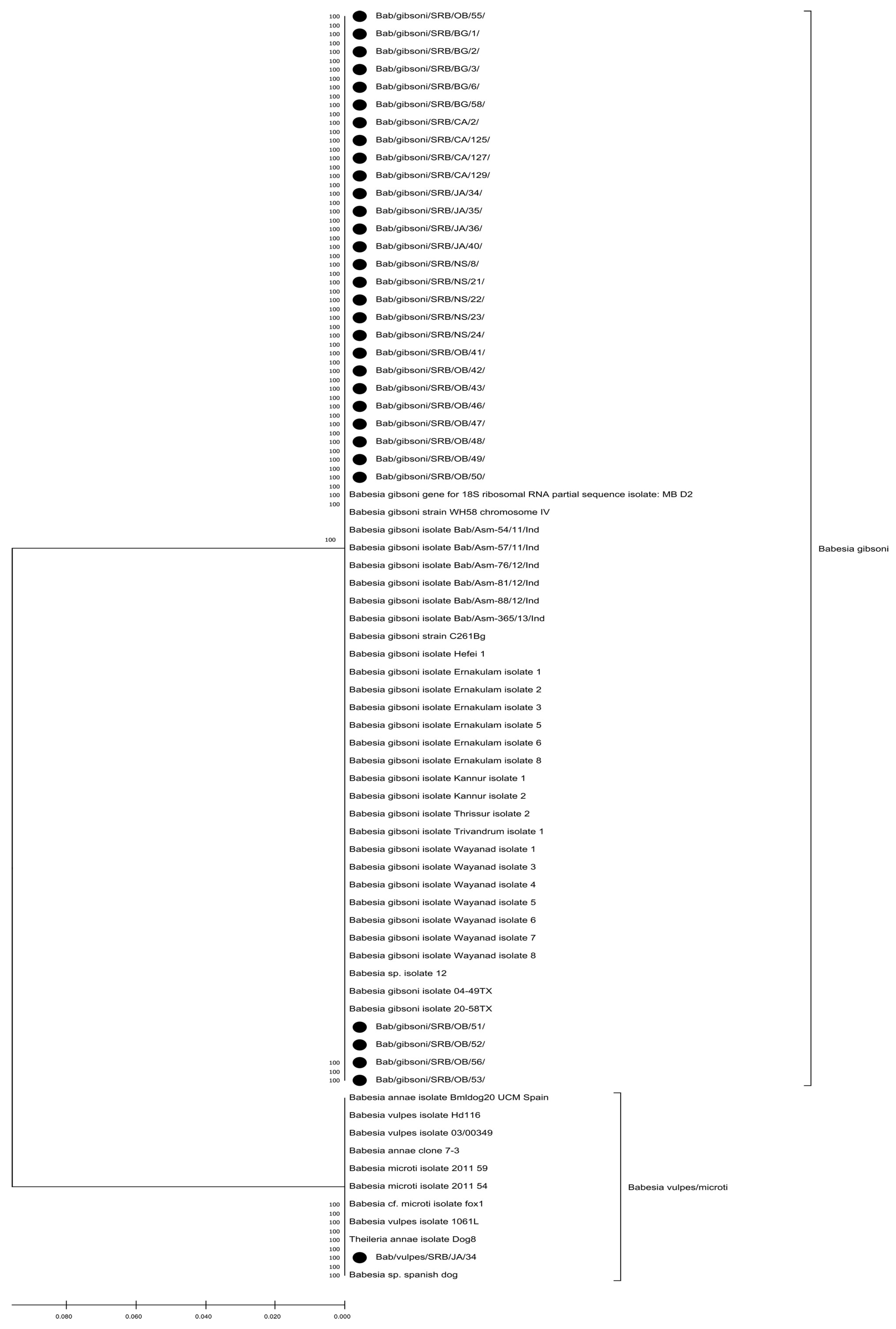 Vetsci 13 00026 g001