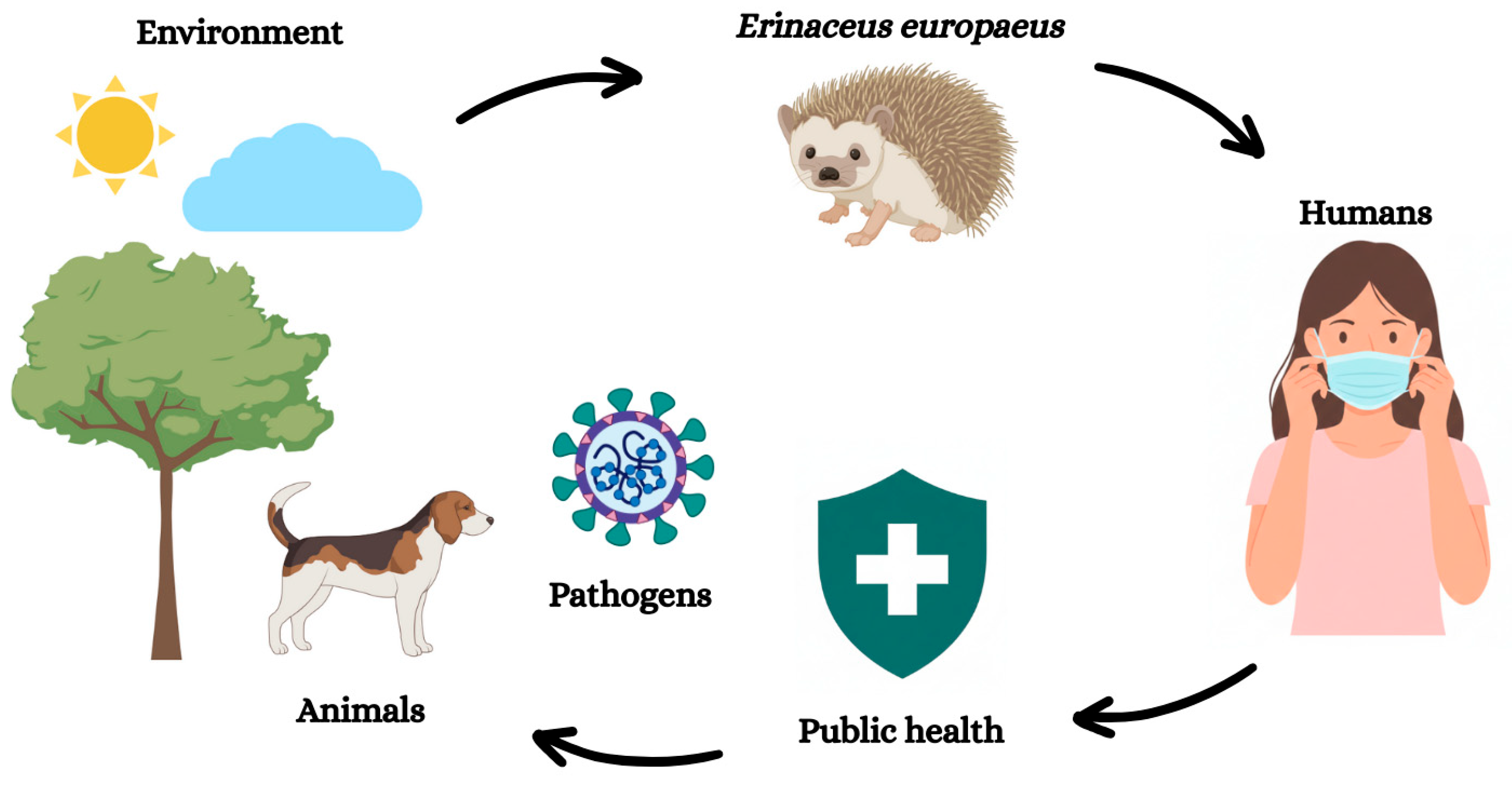 Vetsci 13 00029 g001