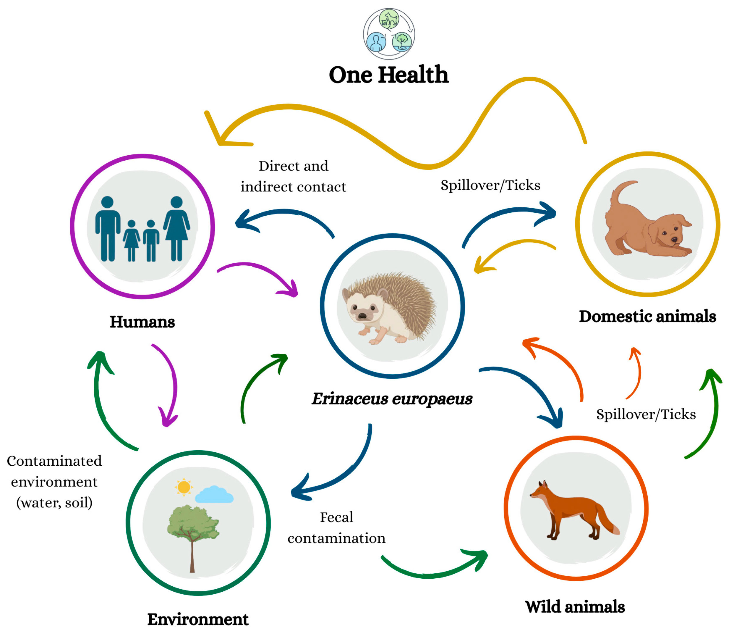 Vetsci 13 00029 g003