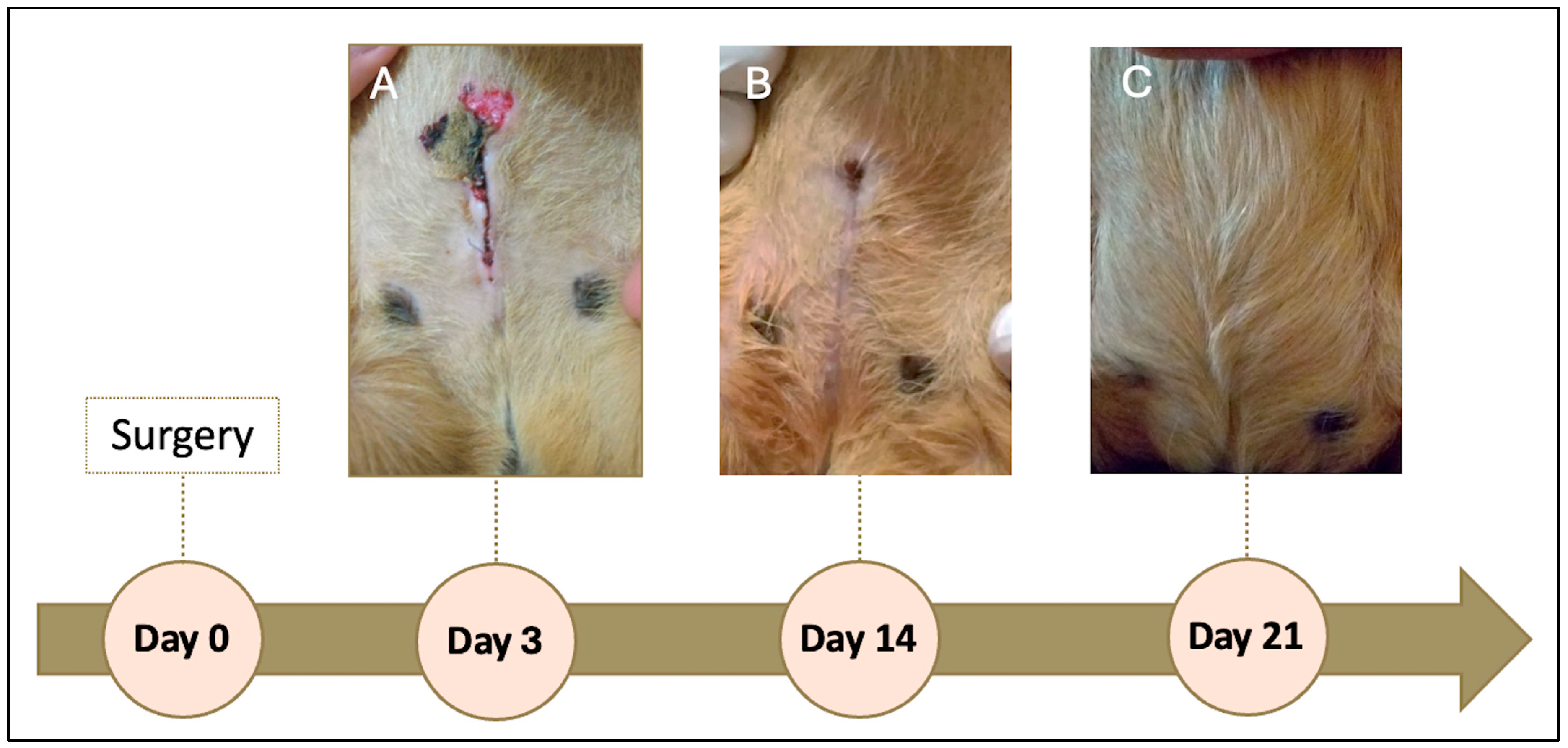 Vetsci 13 00031 g003