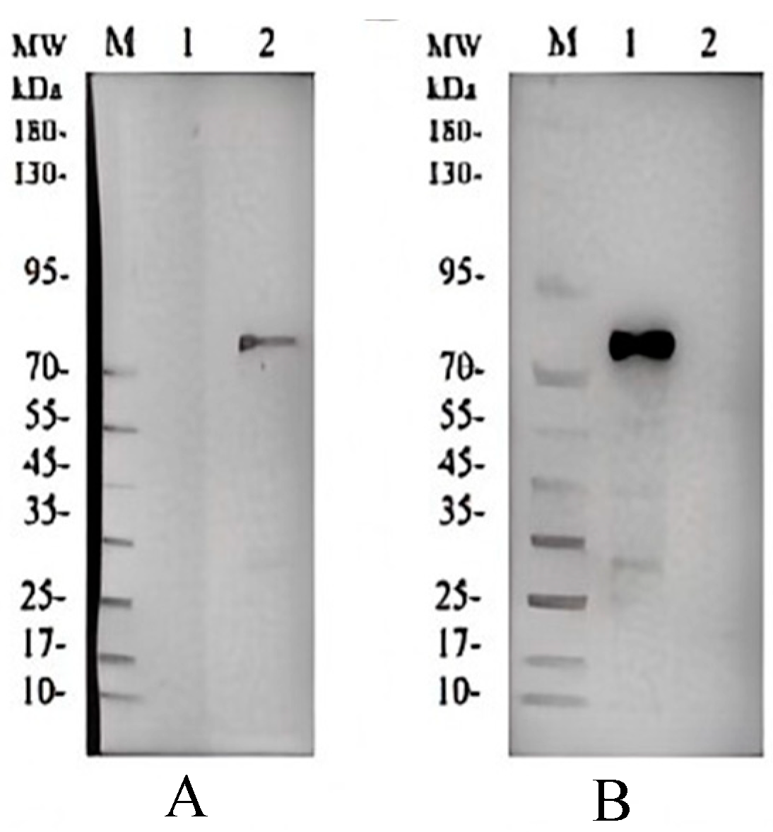 Vetsci 13 00033 g006 Vetsci 13 00033 g006