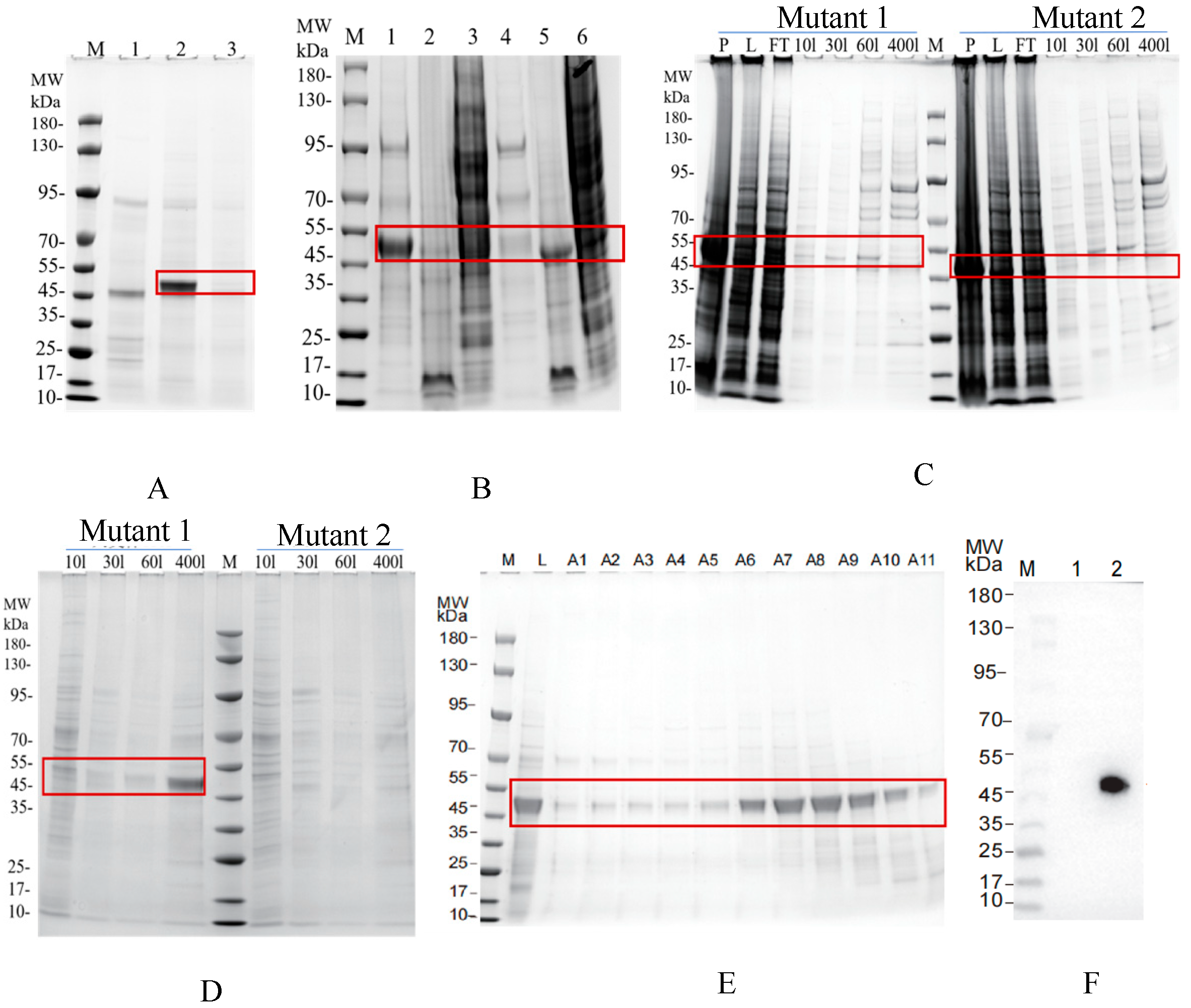 Vetsci 13 00033 g008 Vetsci 13 00033 g008
