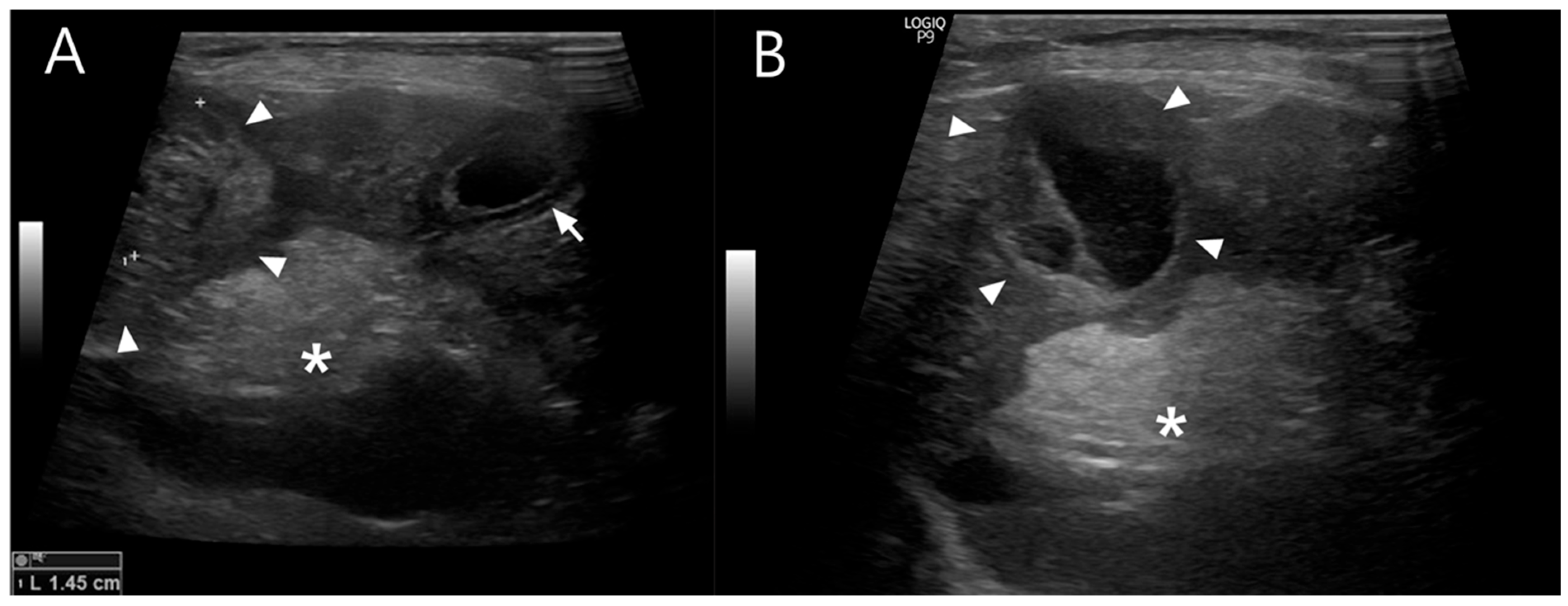 Vetsci 13 00037 g001