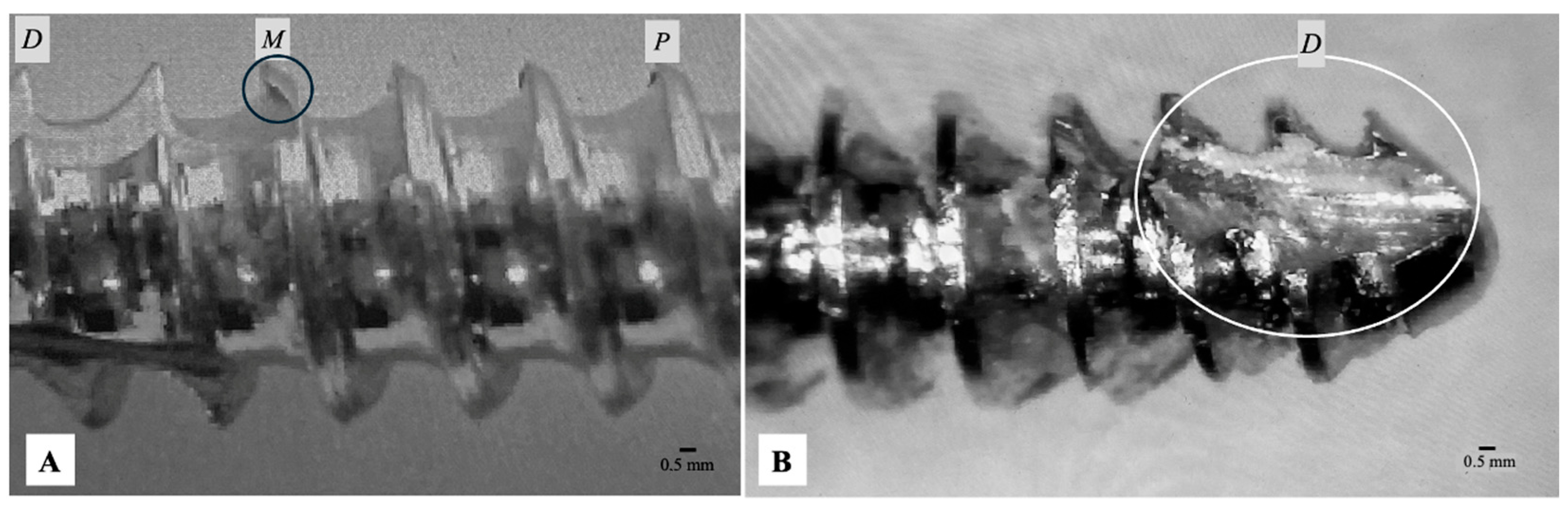 Vetsci 13 00038 g002