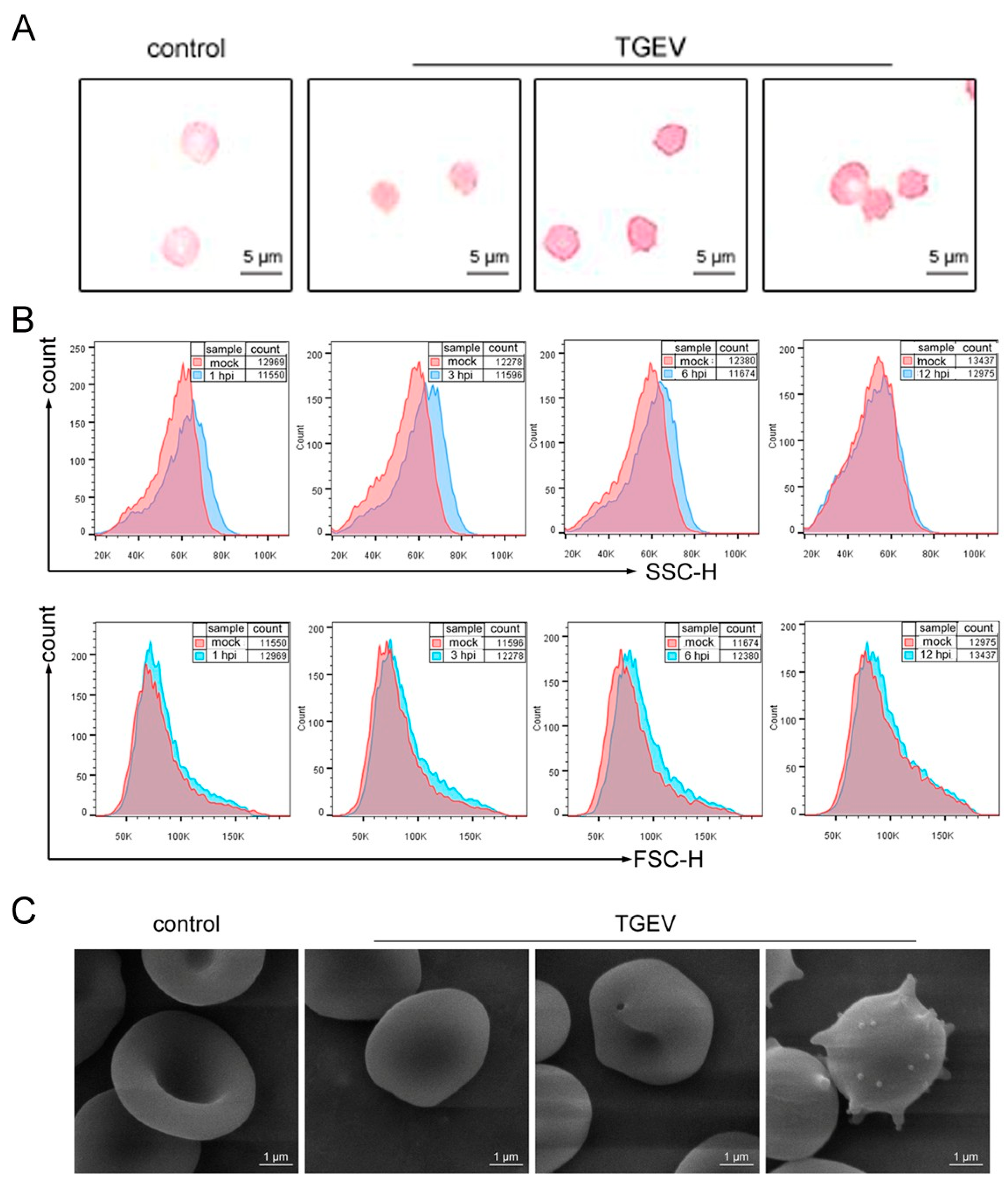 Vetsci 13 00042 g005 Vetsci 13 00042 g005