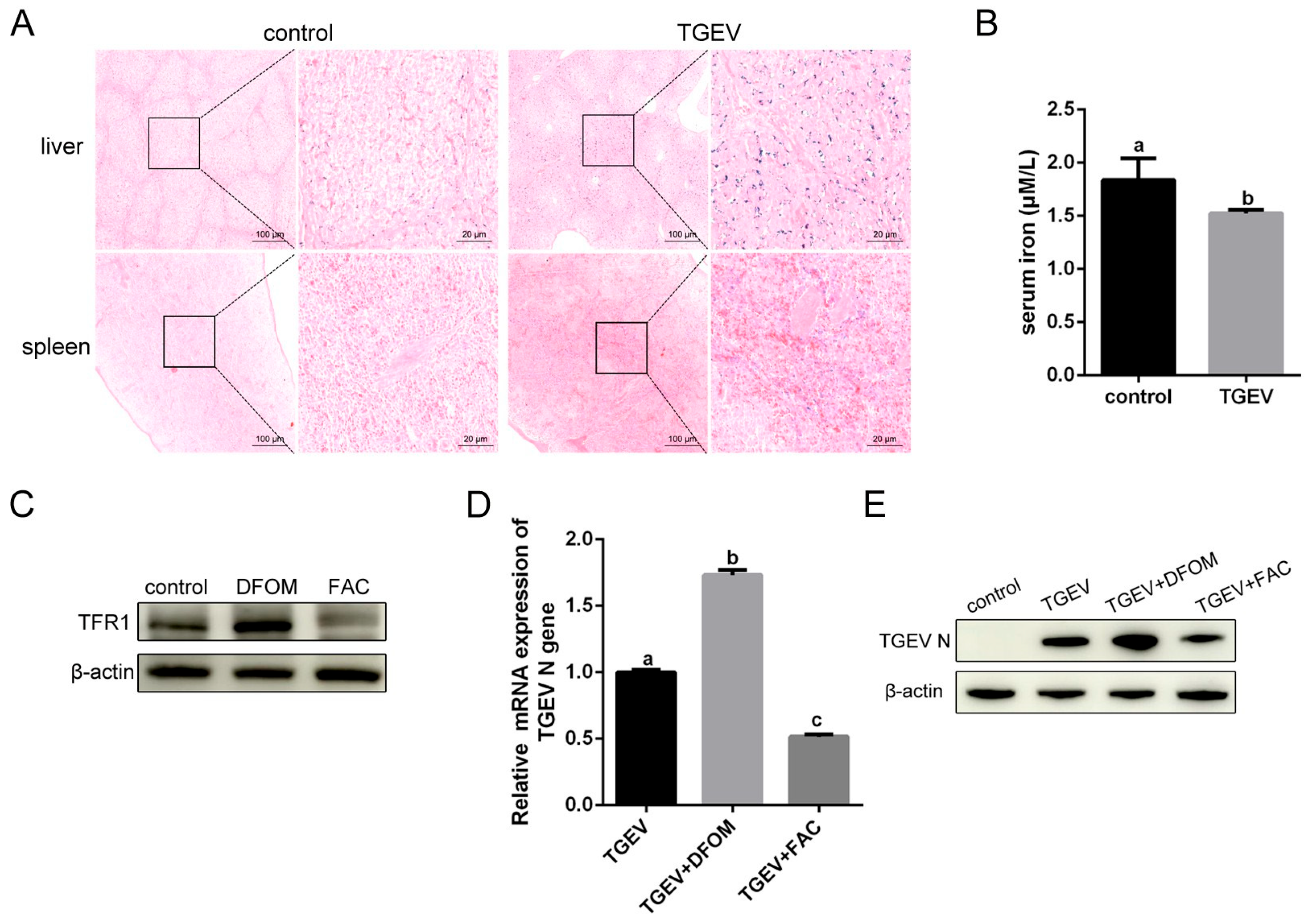Vetsci 13 00042 g009 Vetsci 13 00042 g009