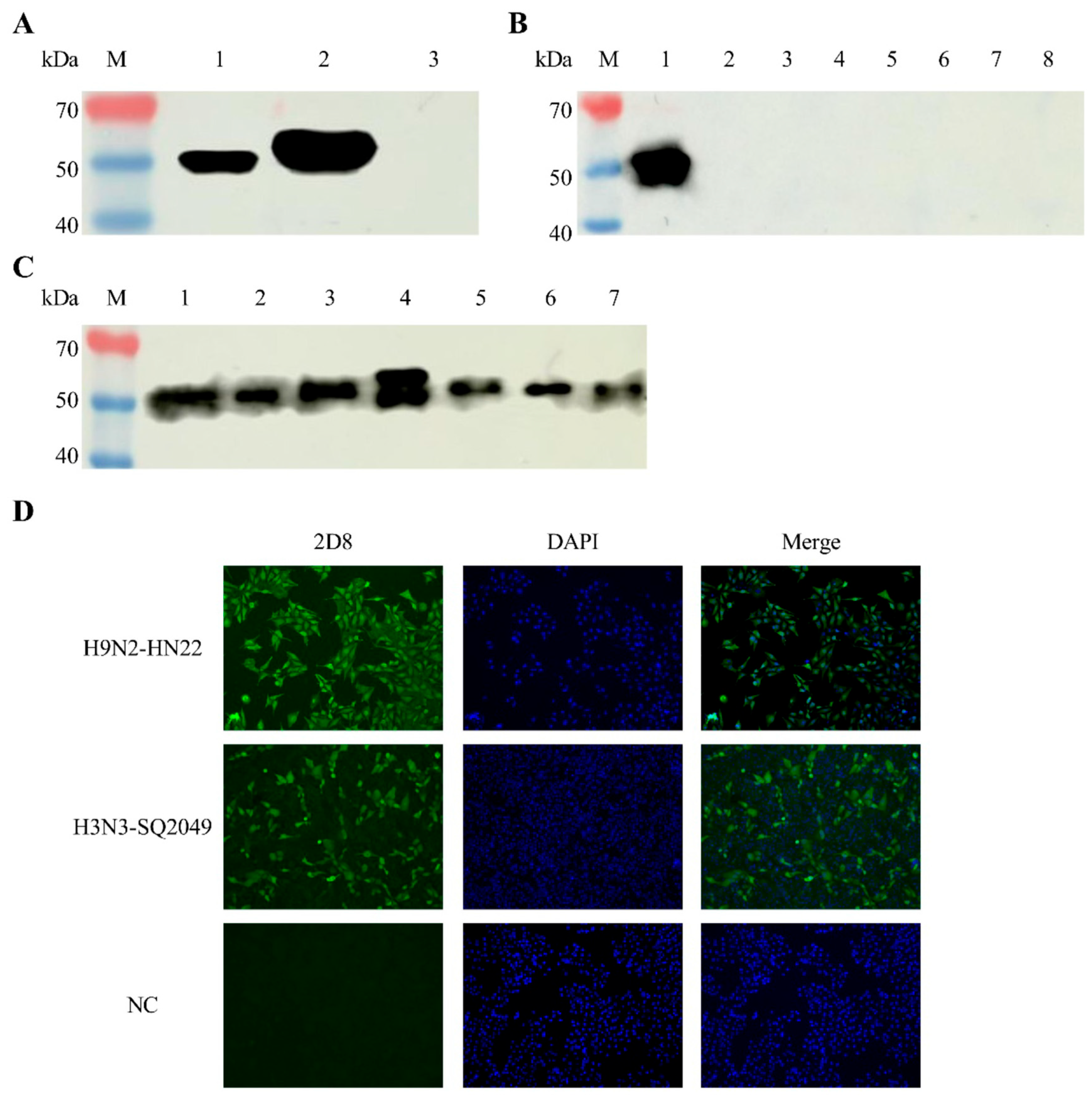 Vetsci 13 00045 g002 Vetsci 13 00045 g002