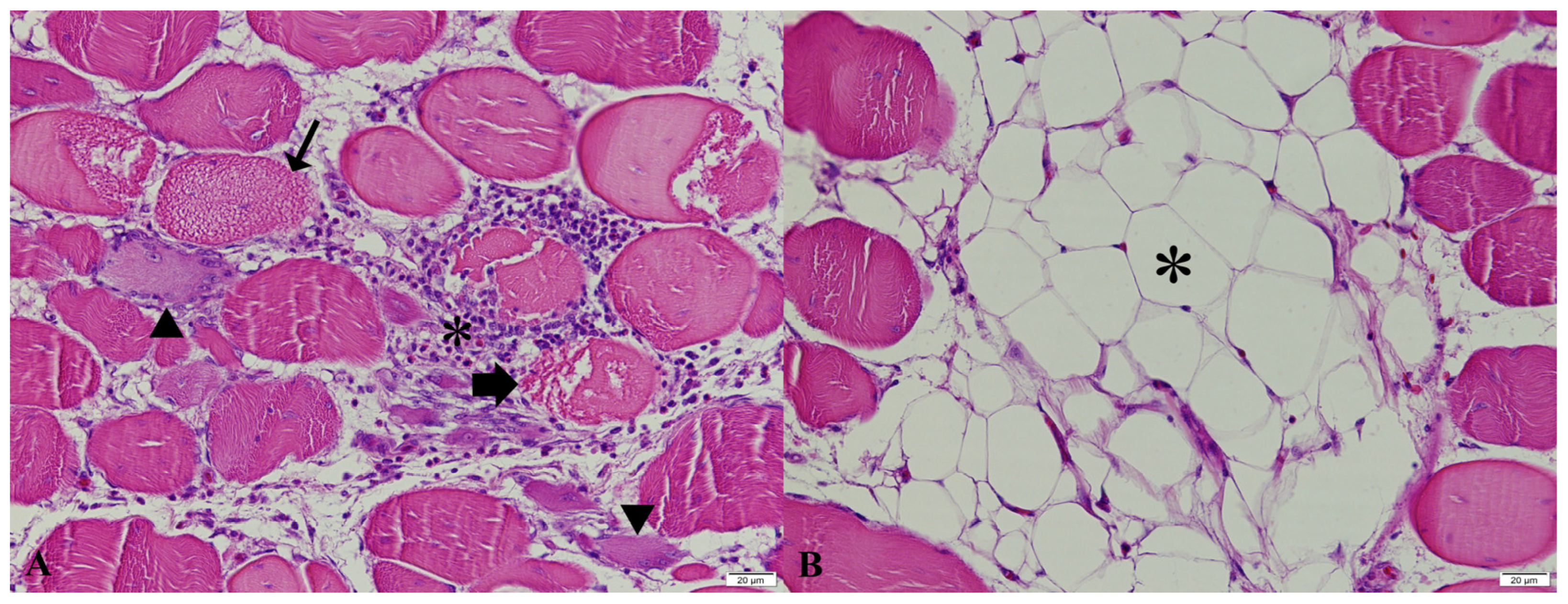 Vetsci 13 00075 g002