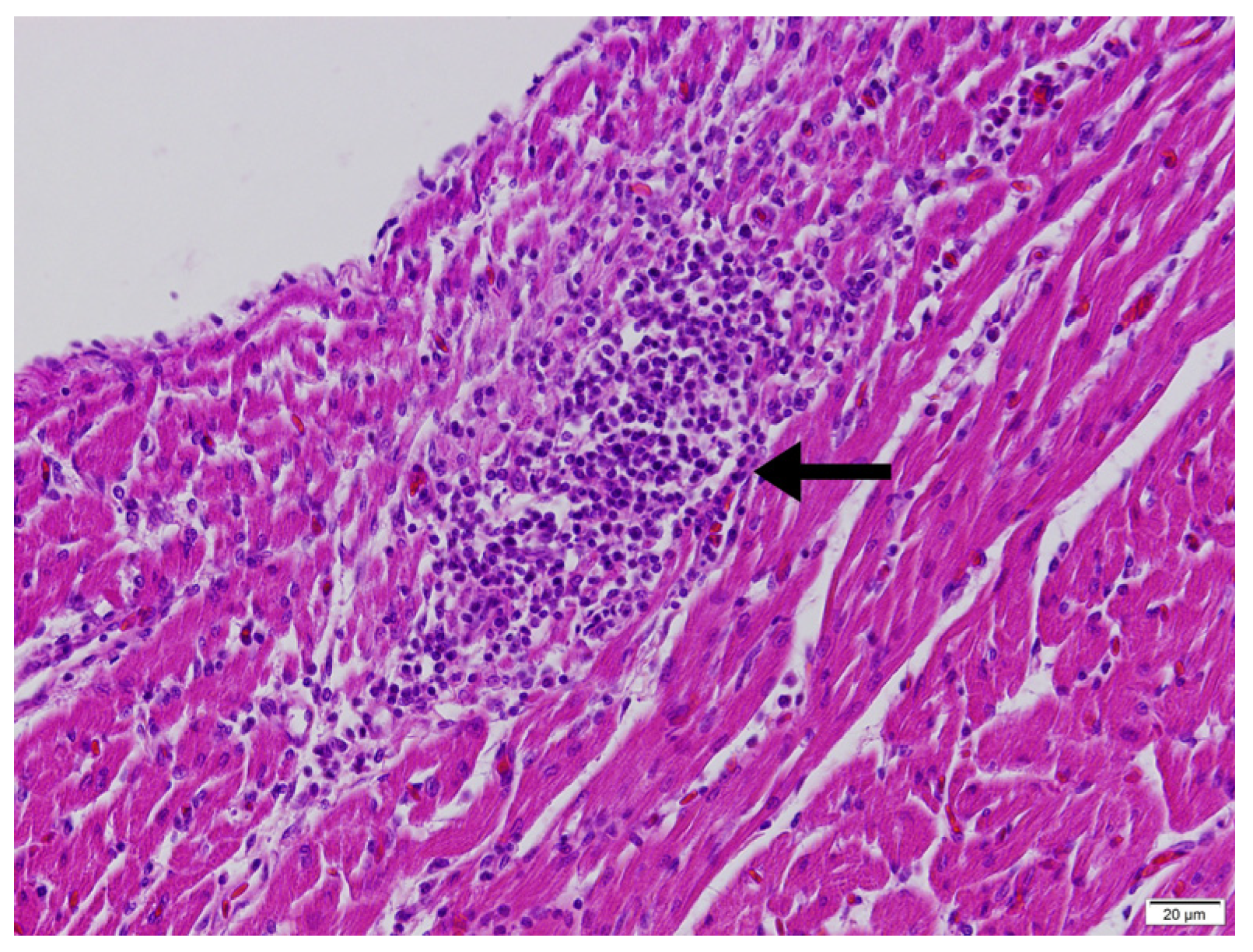 Vetsci 13 00075 g003