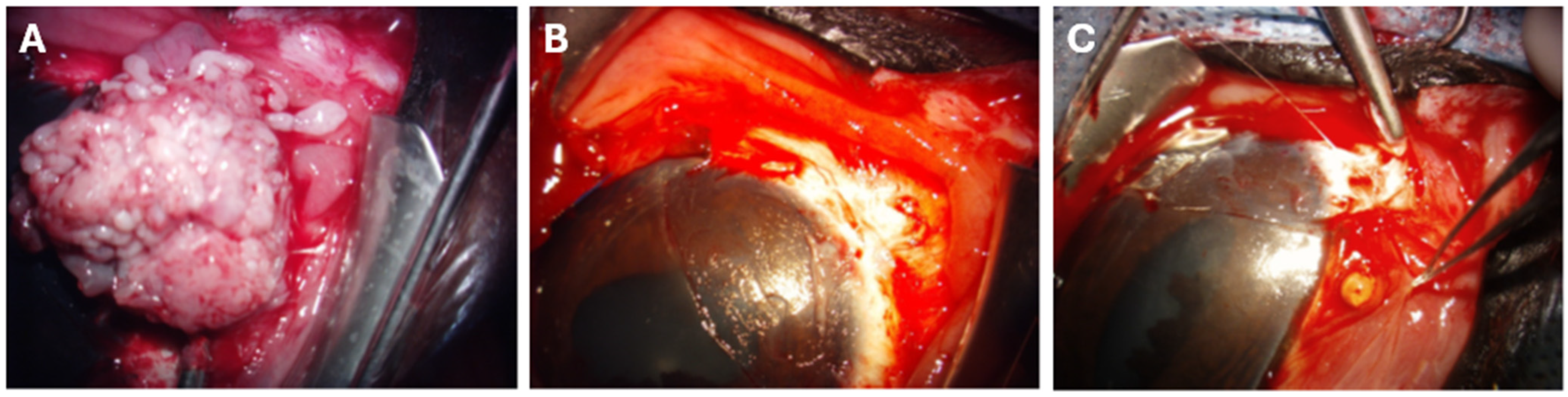 Vetsci 13 00076 g001