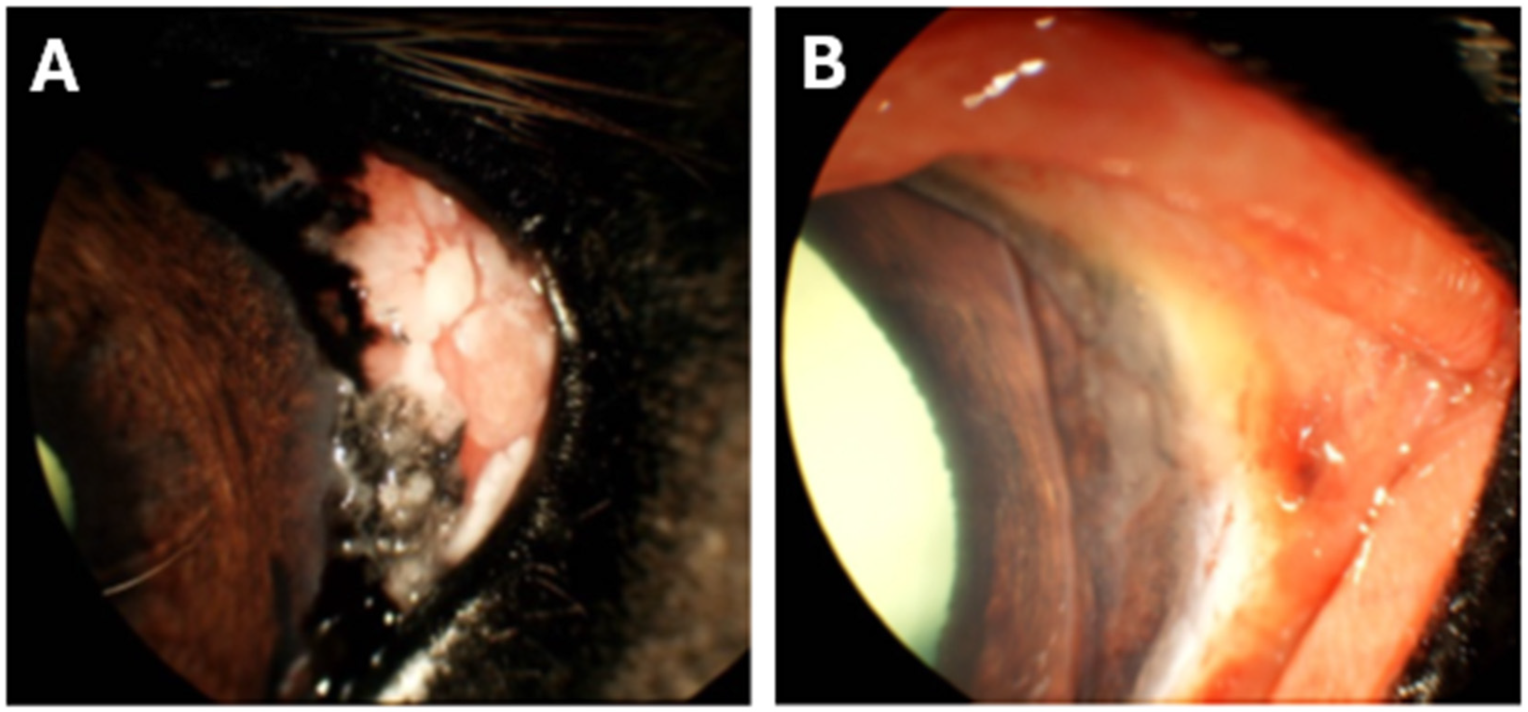 Vetsci 13 00076 g002