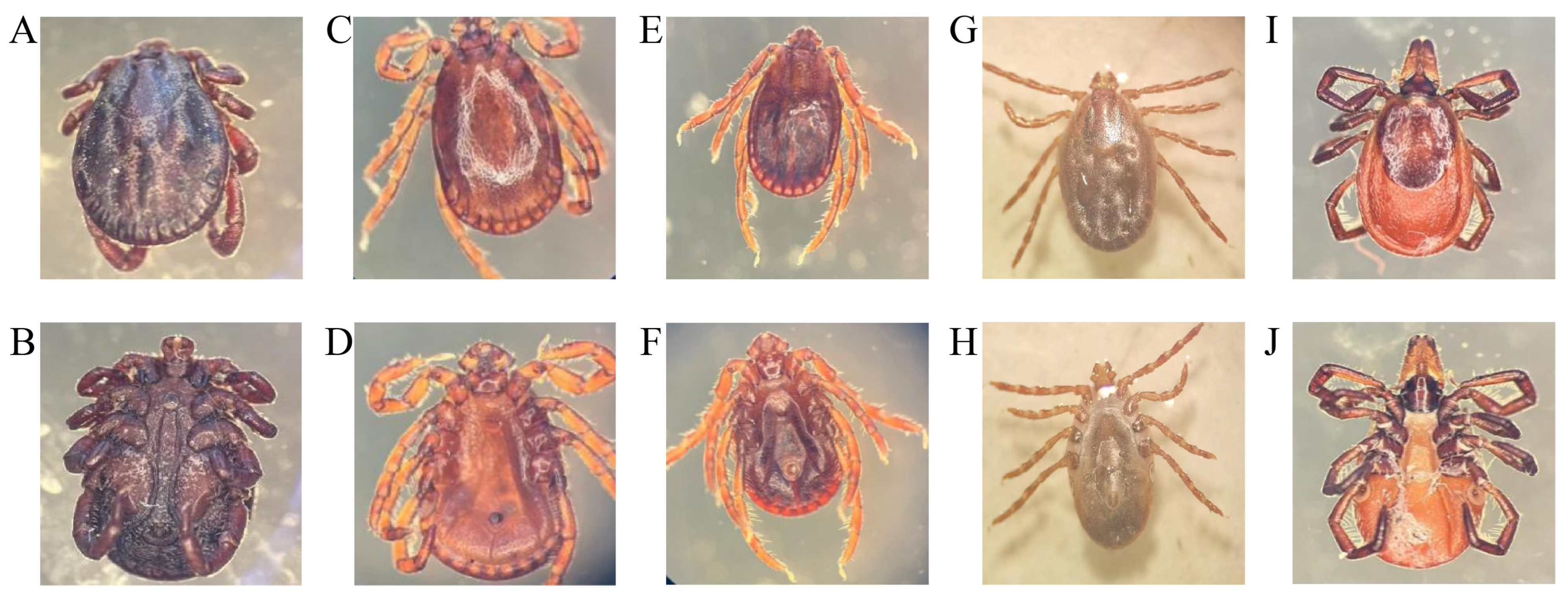 Vetsci 13 00078 g002