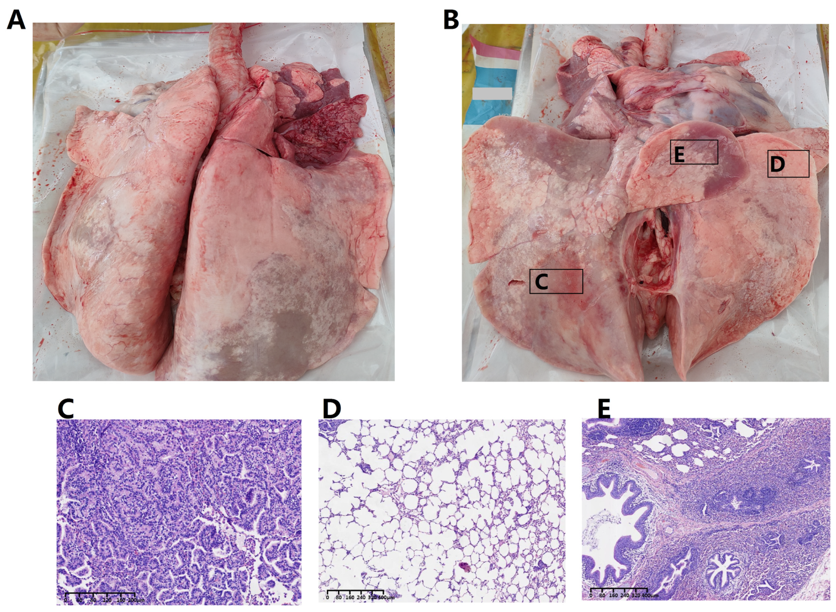 Vetsci 13 00079 g001