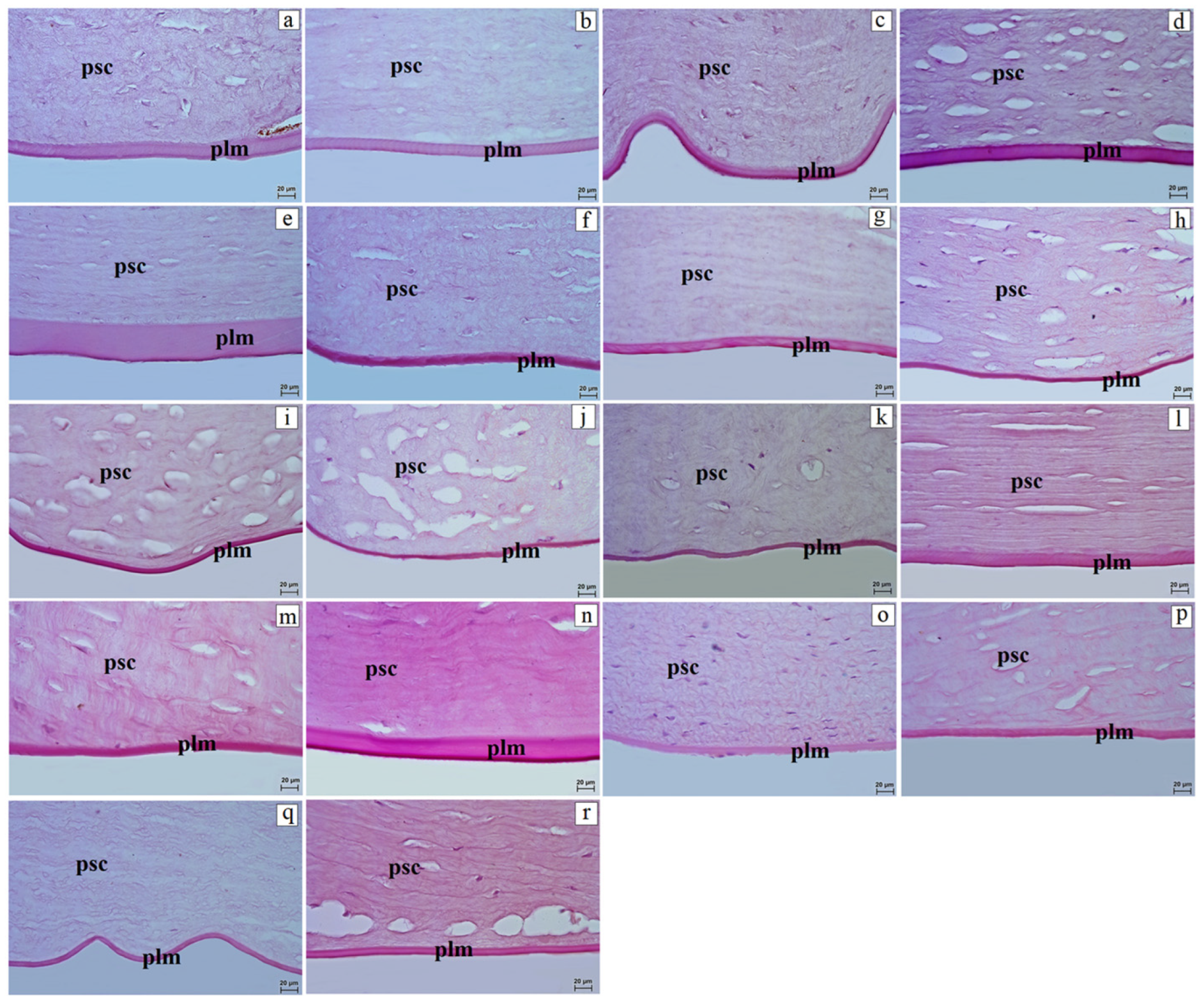 Vetsci 13 00109 g002