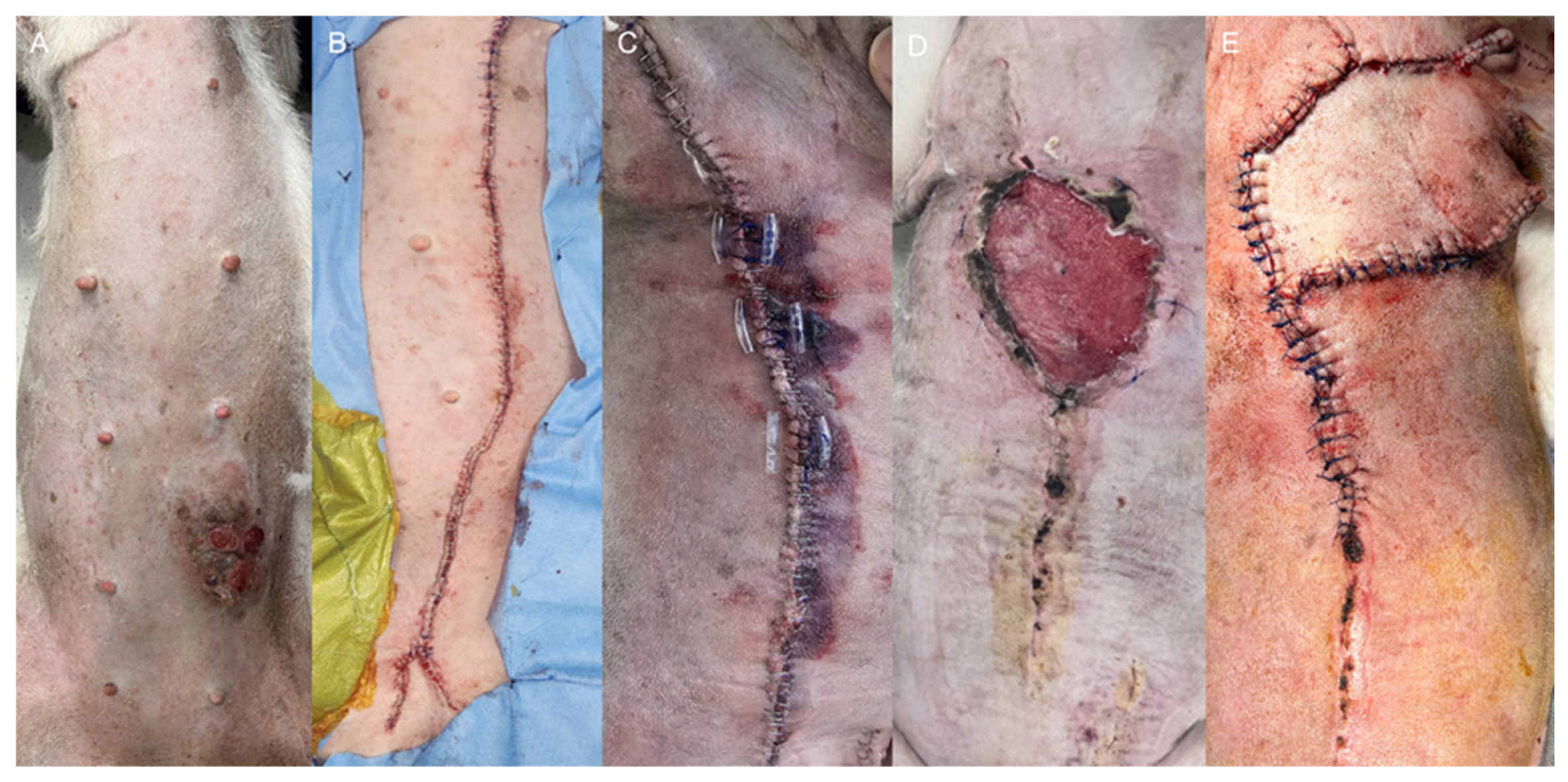 Vetsci 13 00143 g002