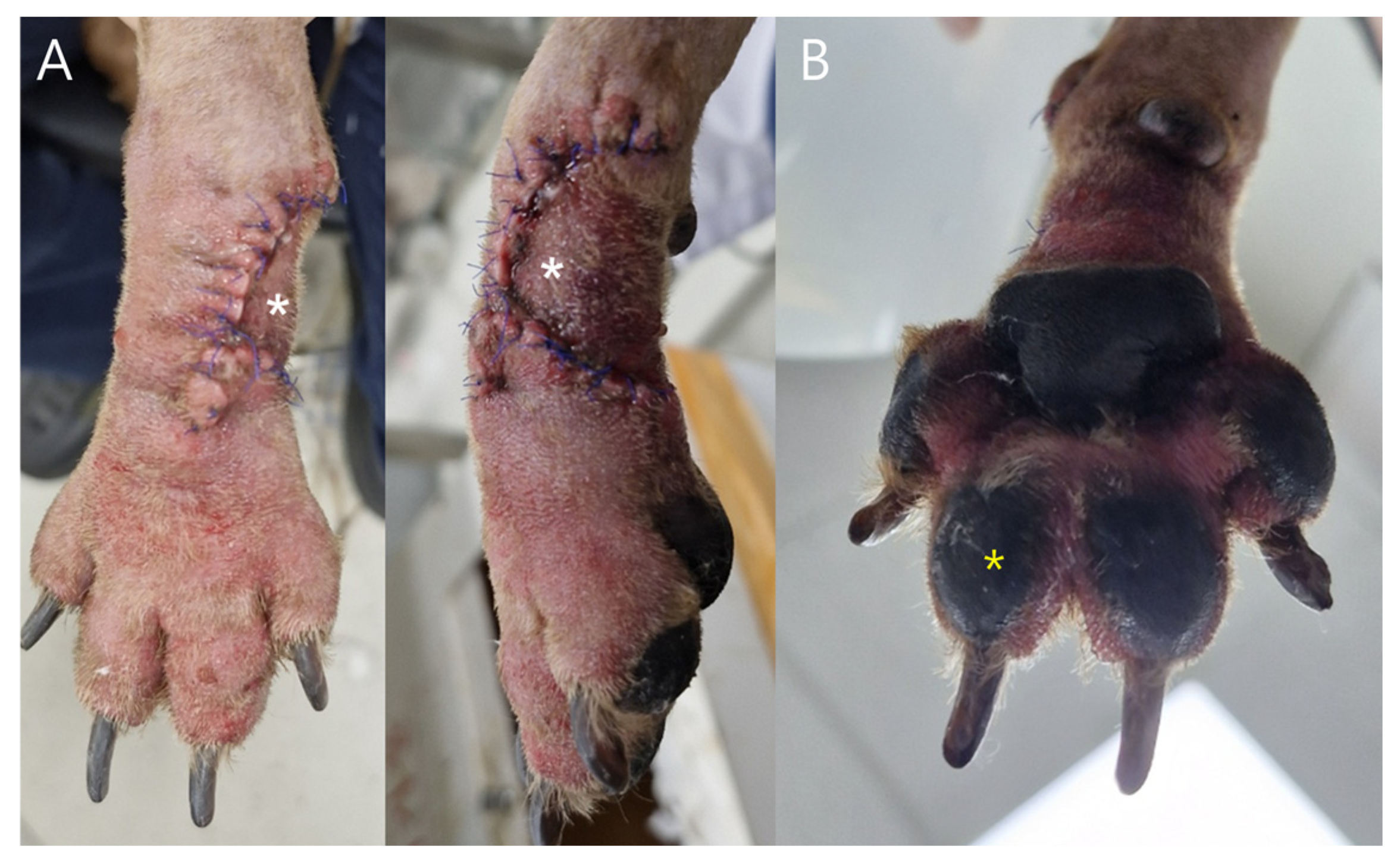 Vetsci 13 00143 g003