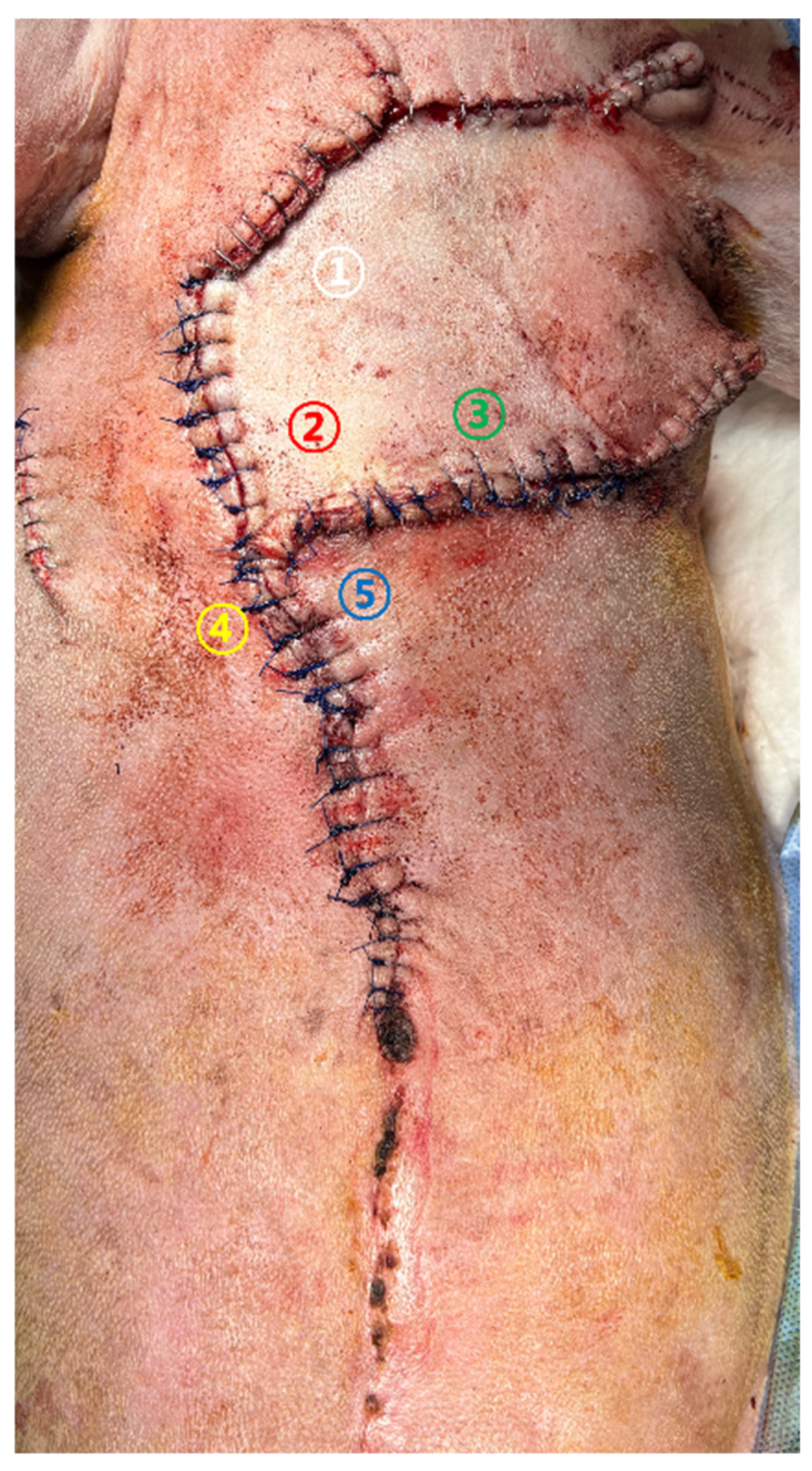 Vetsci 13 00143 g004