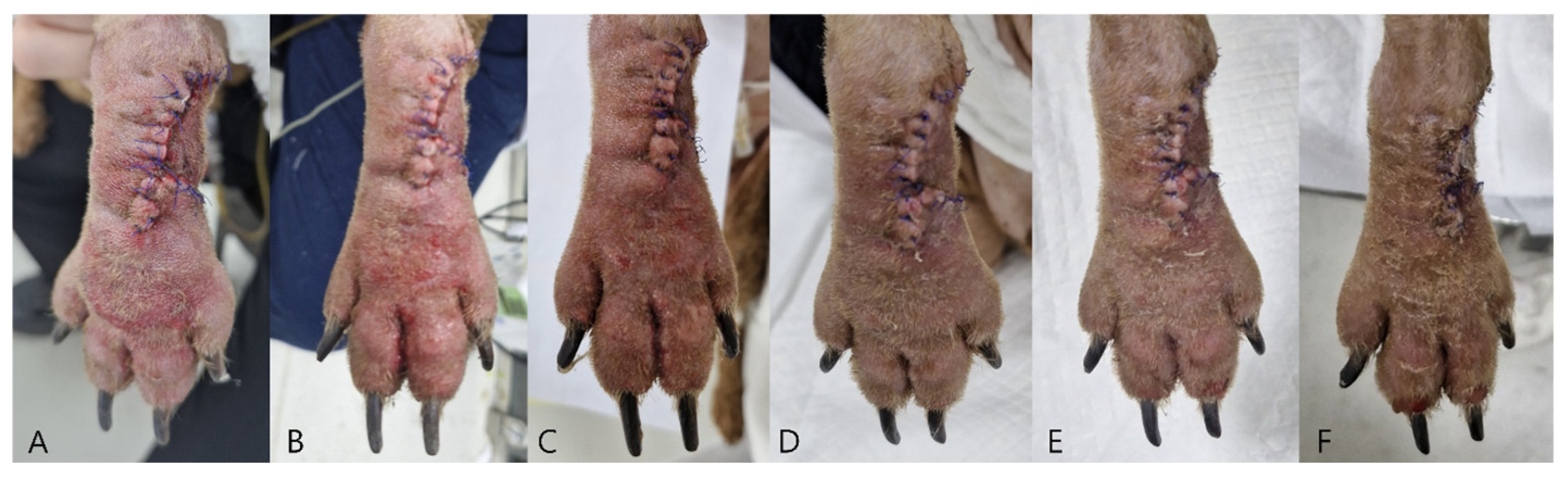 Vetsci 13 00143 g005