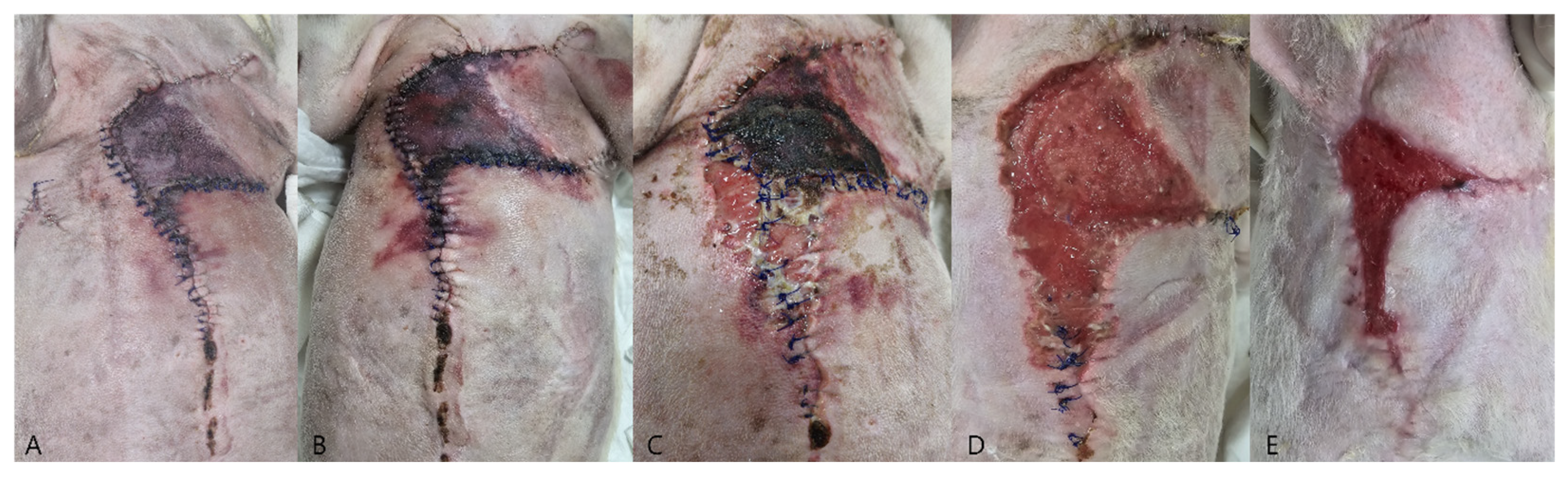 Vetsci 13 00143 g006