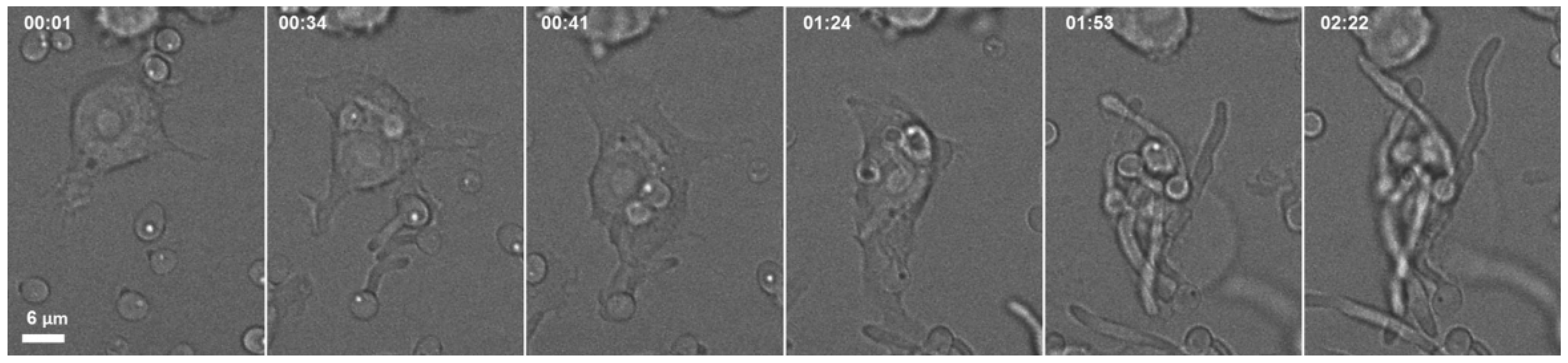 Vetsci 13 00171 g009 Vetsci 13 00171 g009