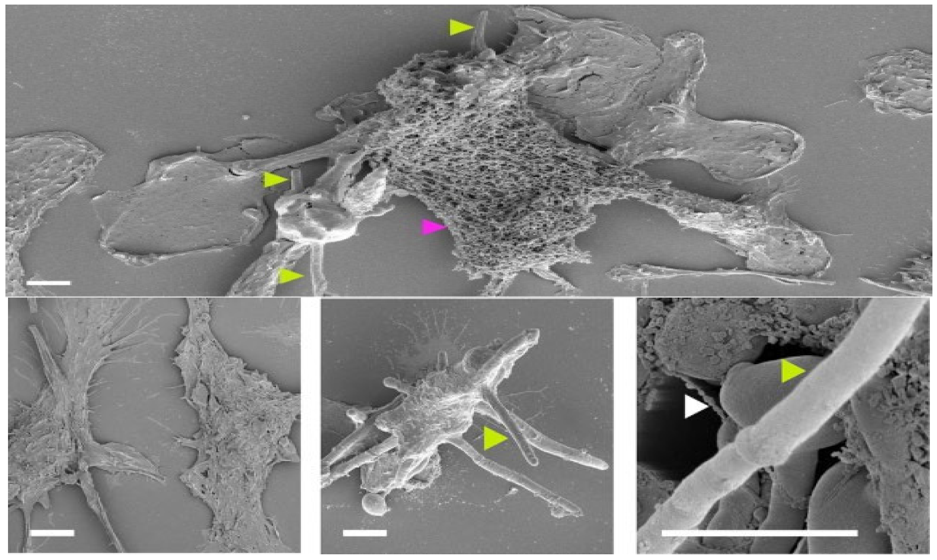 Vetsci 13 00171 g010 Vetsci 13 00171 g010