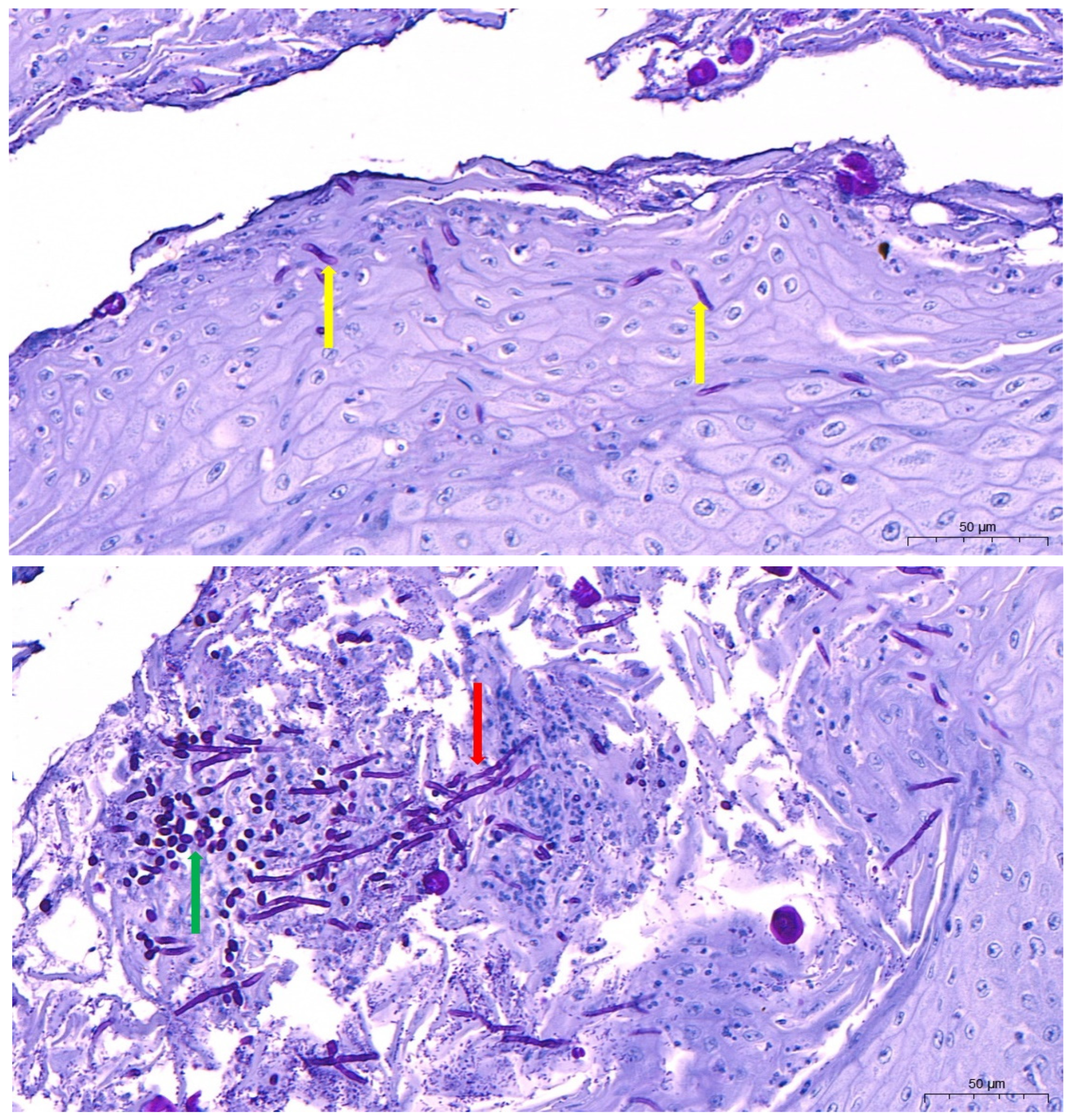 Vetsci 13 00171 g018 Vetsci 13 00171 g018
