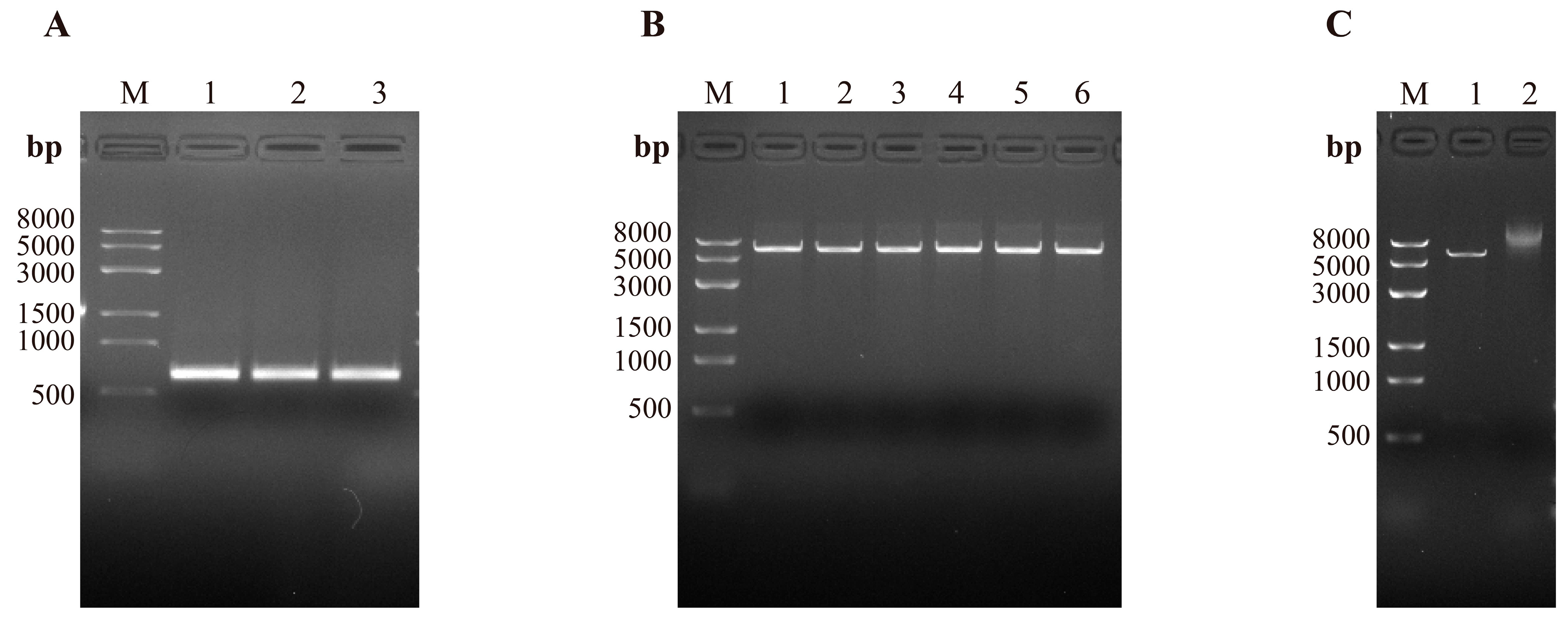 Vetsci 13 00218 g003